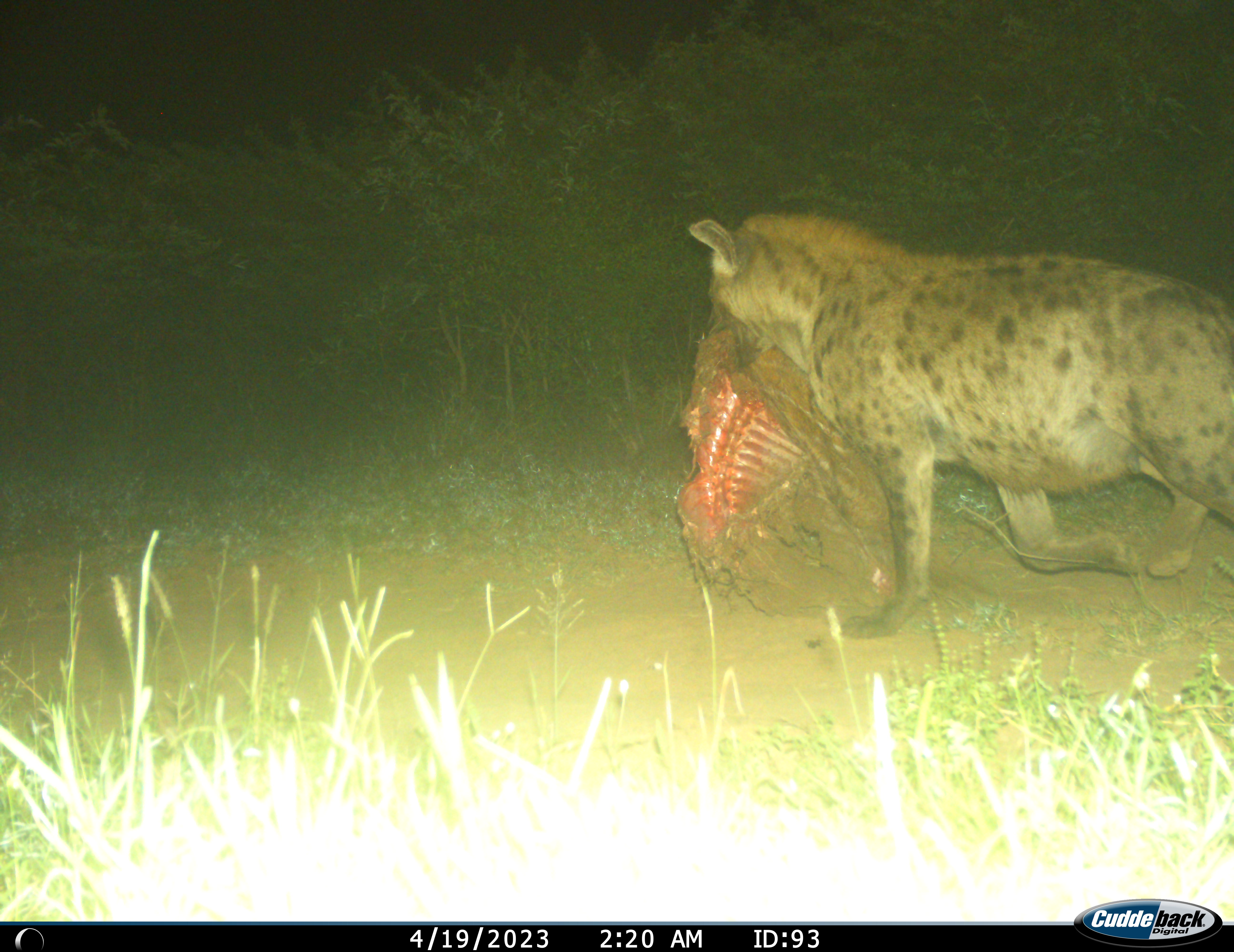 Phinda Camera Trap Survey 2024 Spotted Hyena