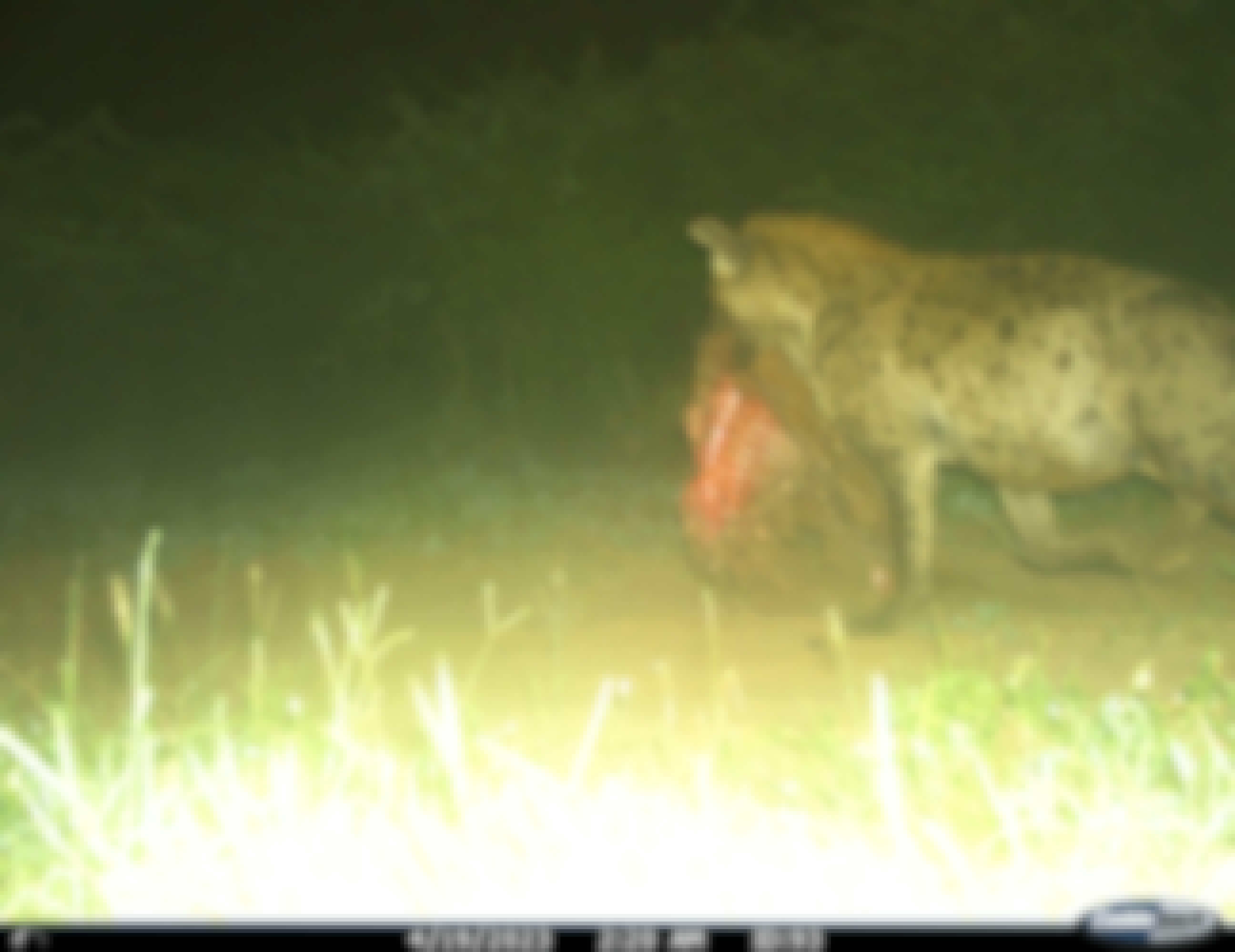 Phinda Camera Trap Survey 2024 Spotted Hyena