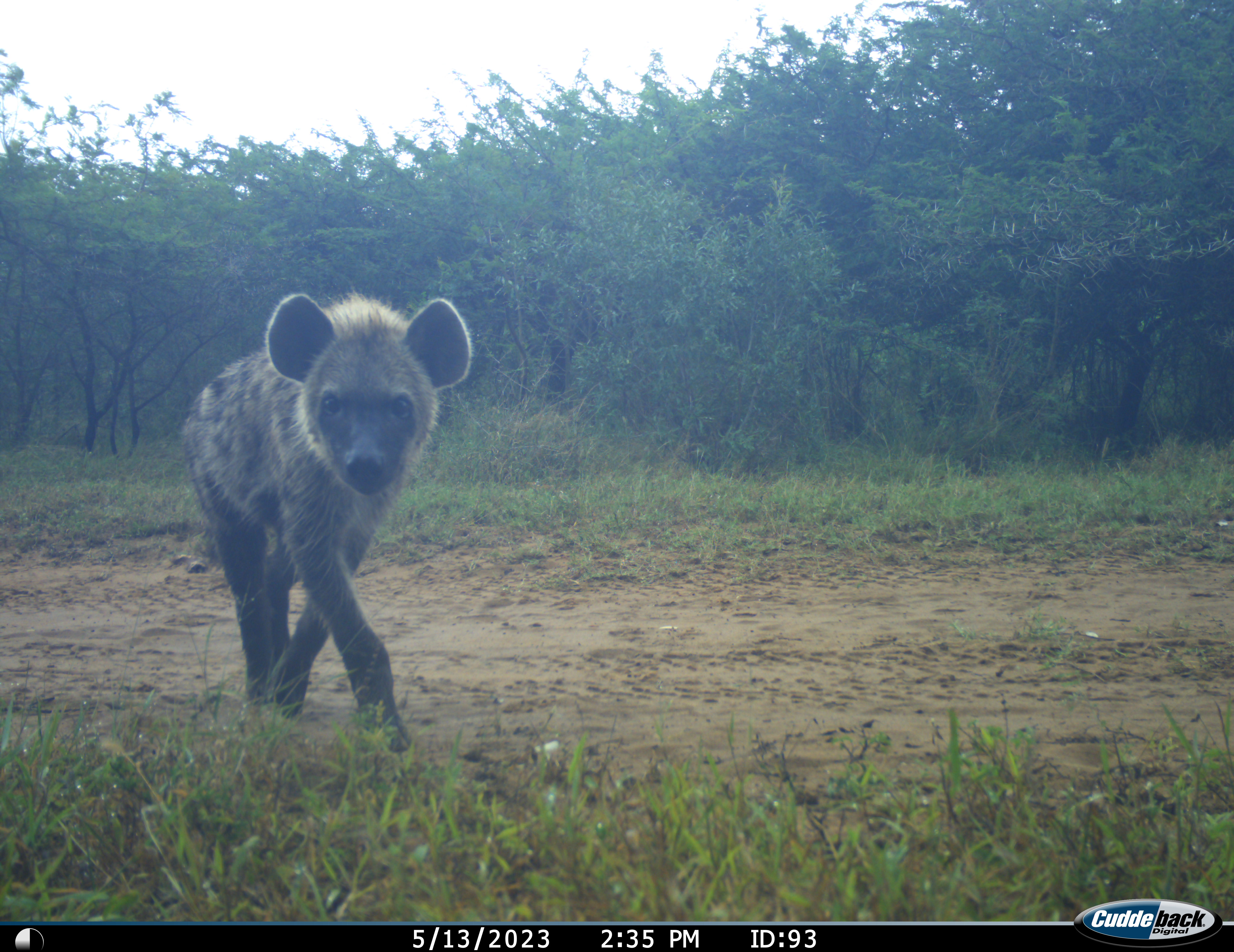 Phinda Camera Trap Survey 2024 Spotted Hyena