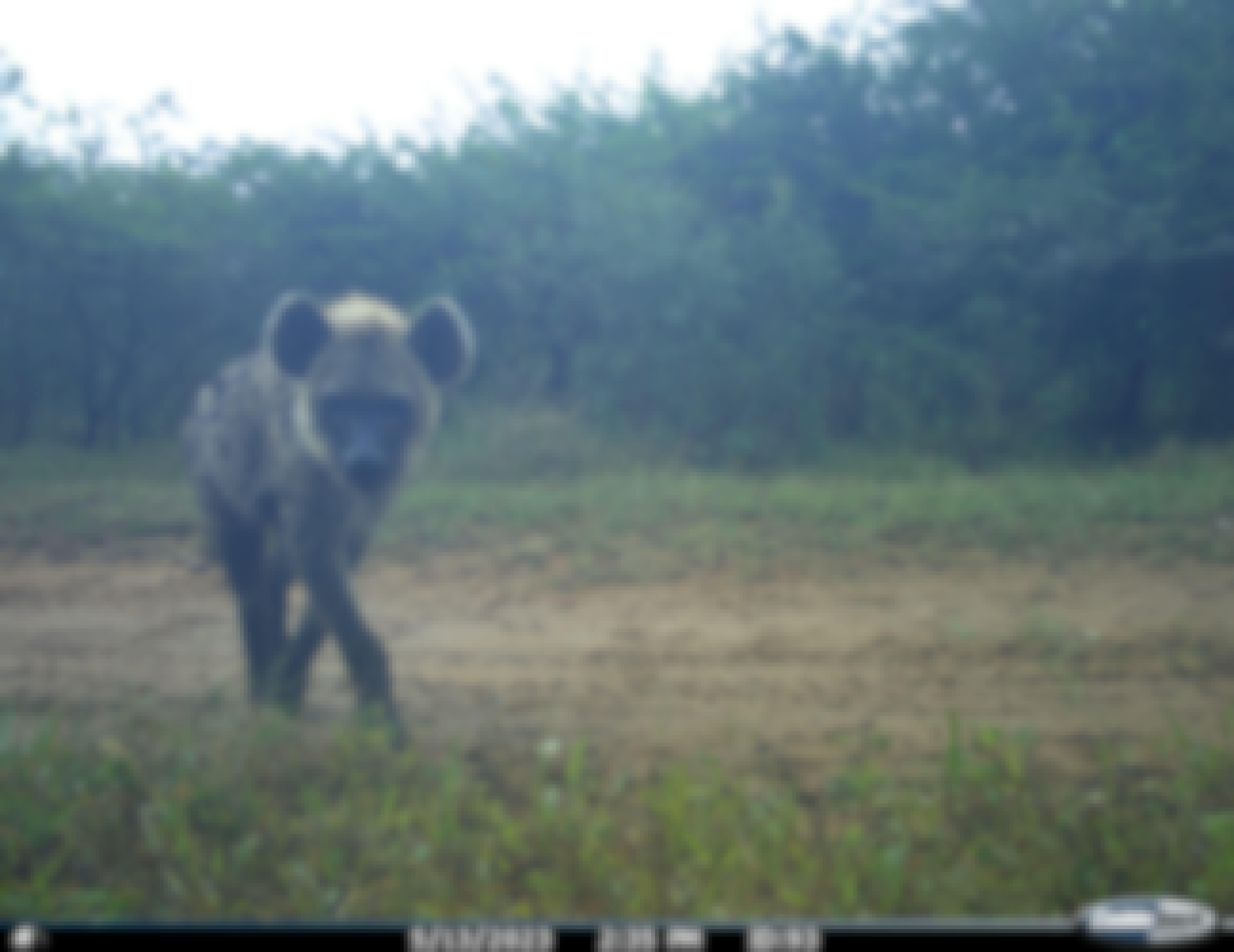 Phinda Camera Trap Survey 2024 Spotted Hyena