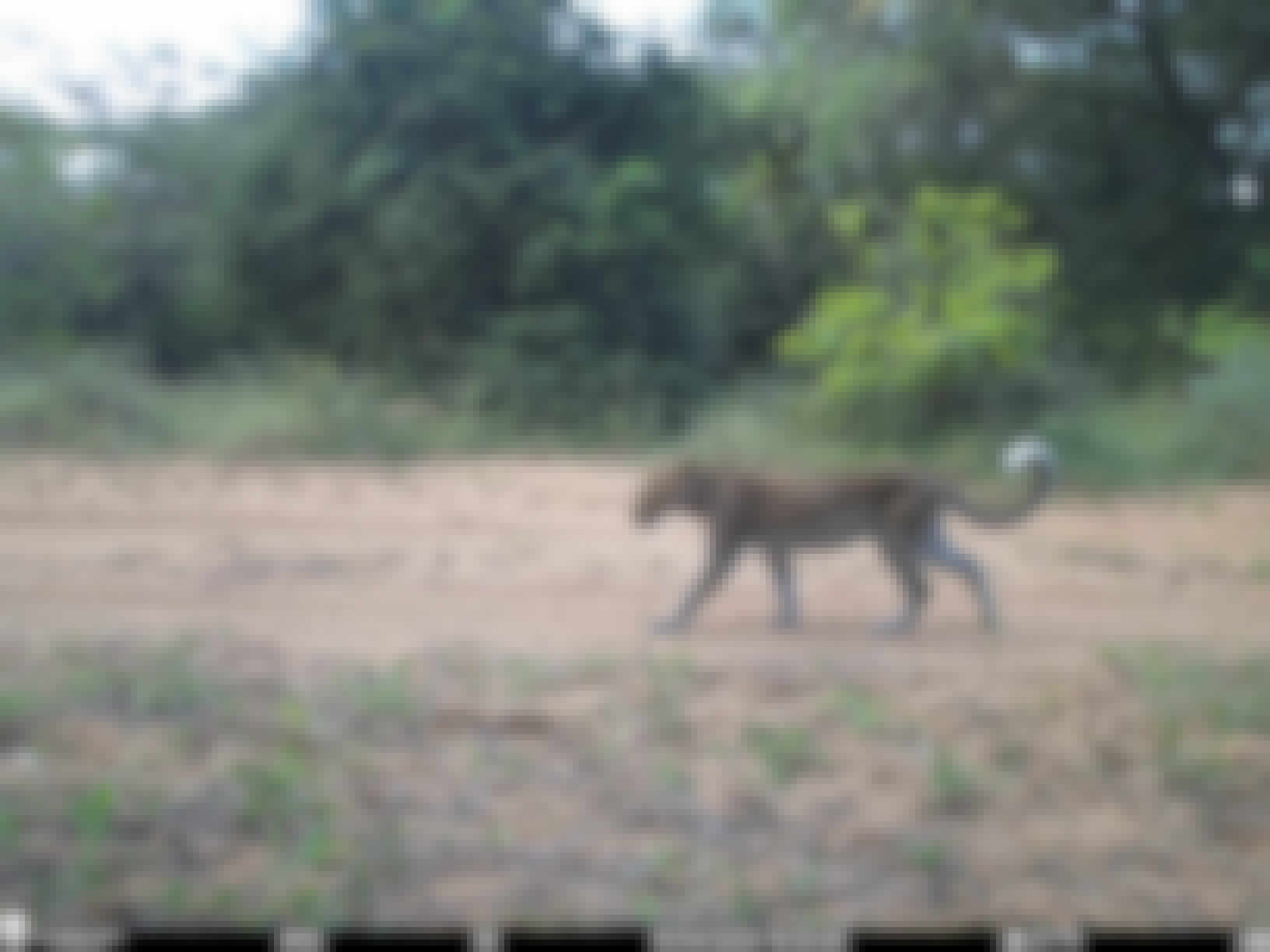 Phinda Camera Trap Survey 2024 Leopard