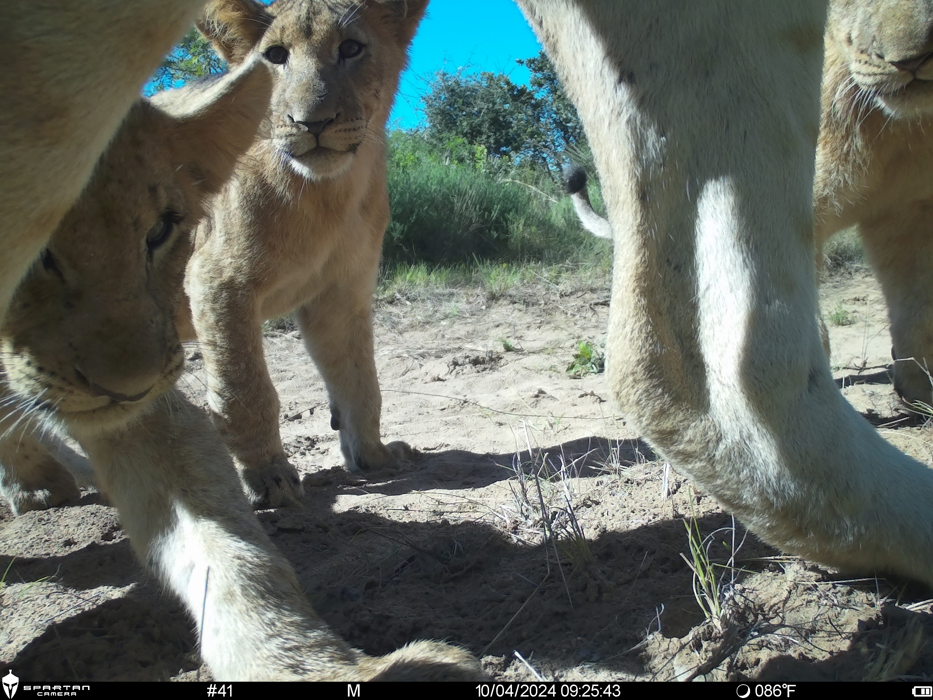 Phinda Camera Trap Survey 2024 Baby Lion Close Up