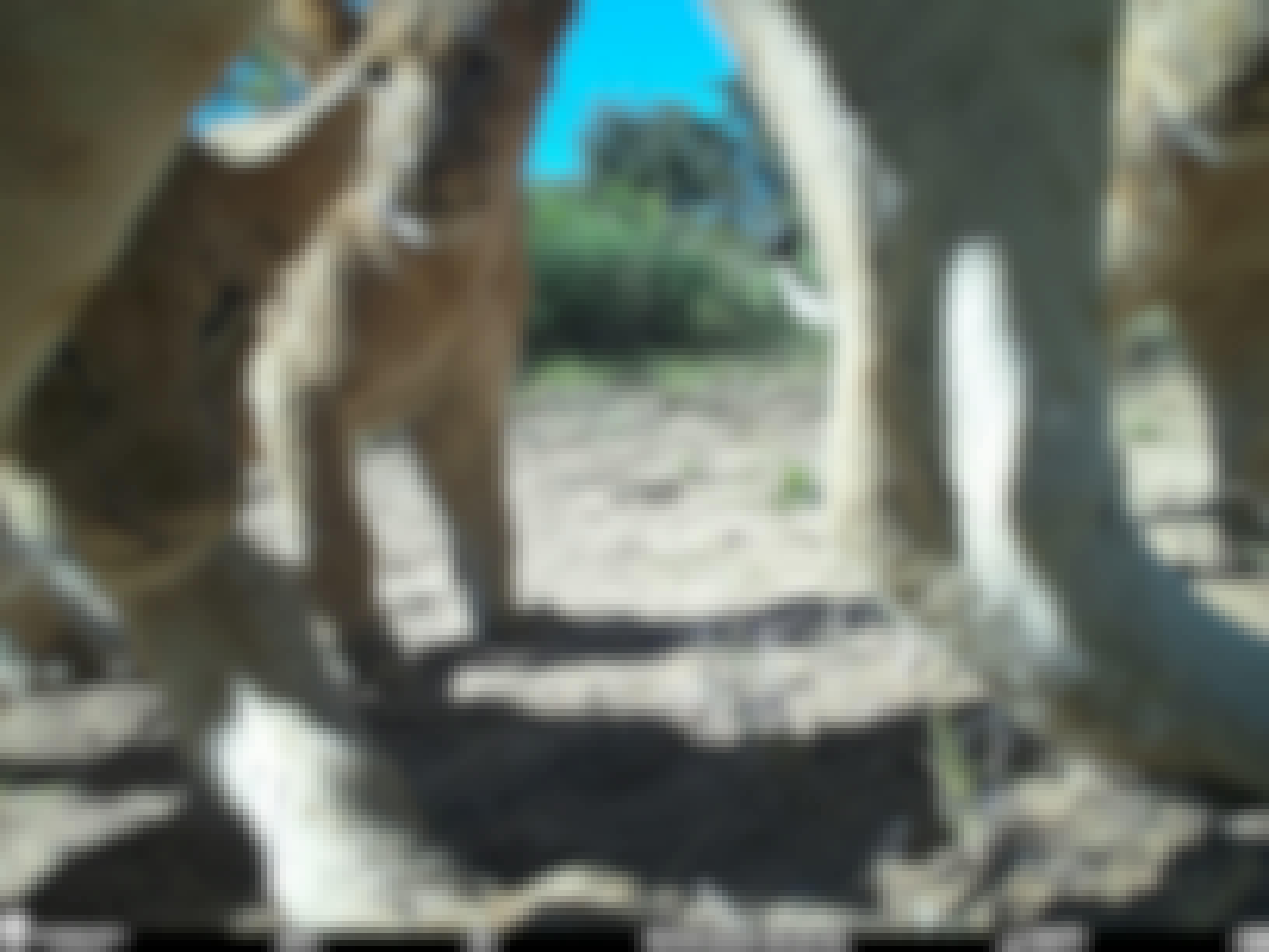Phinda Camera Trap Survey 2024 Baby Lion Close Up