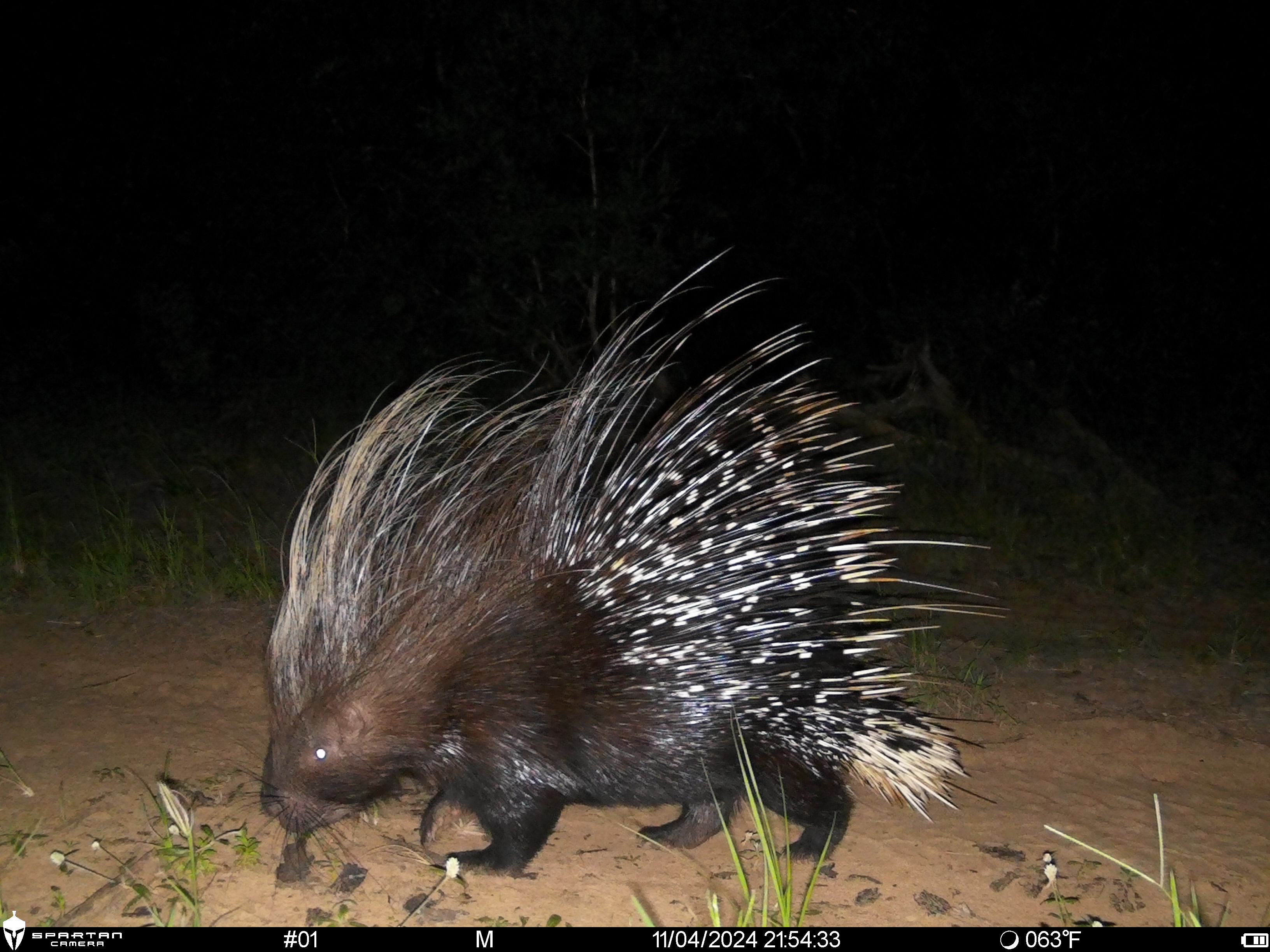 Phinda Camera Trap Survey 2024 Porcupine