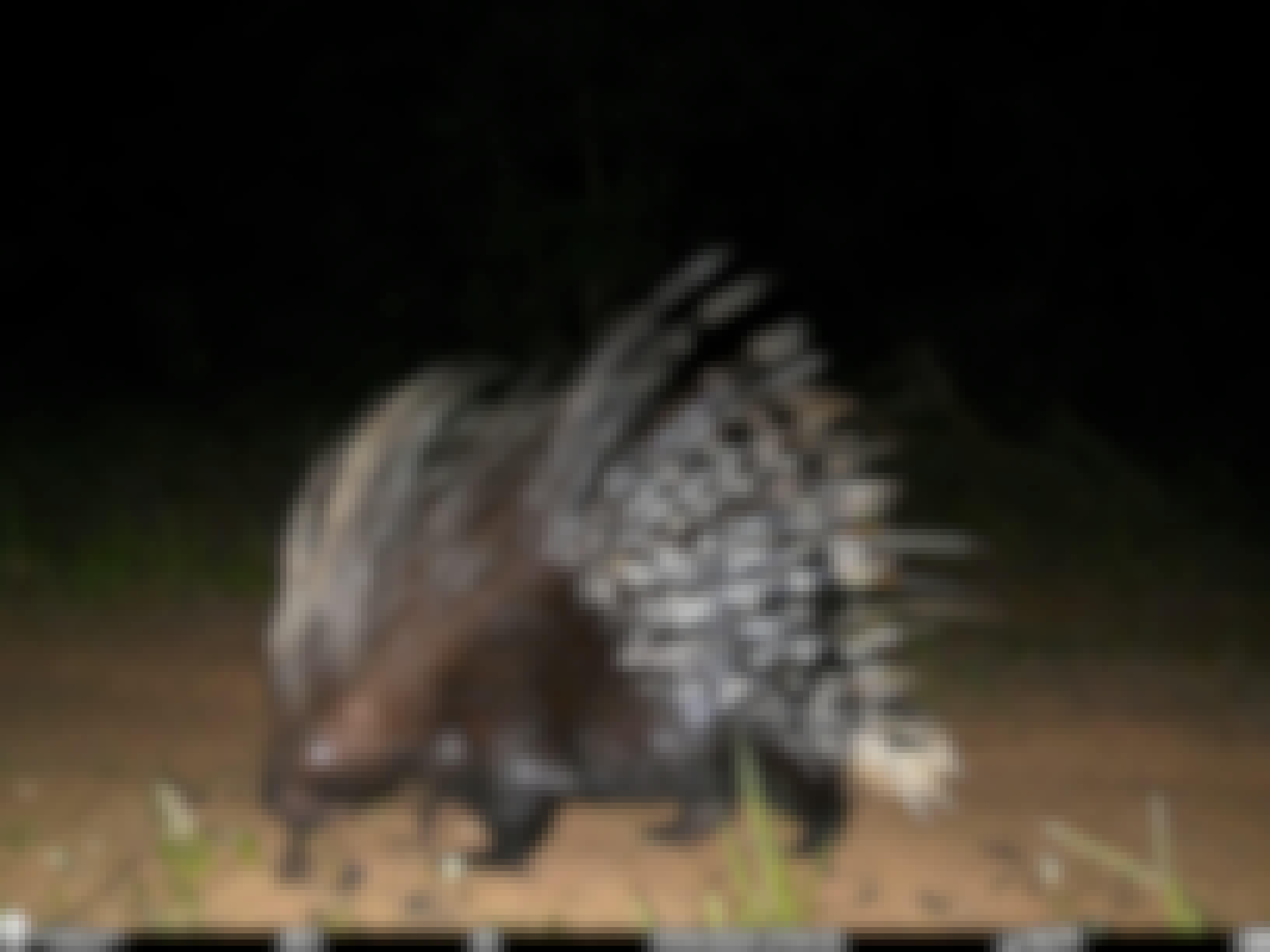 Phinda Camera Trap Survey 2024 Porcupine