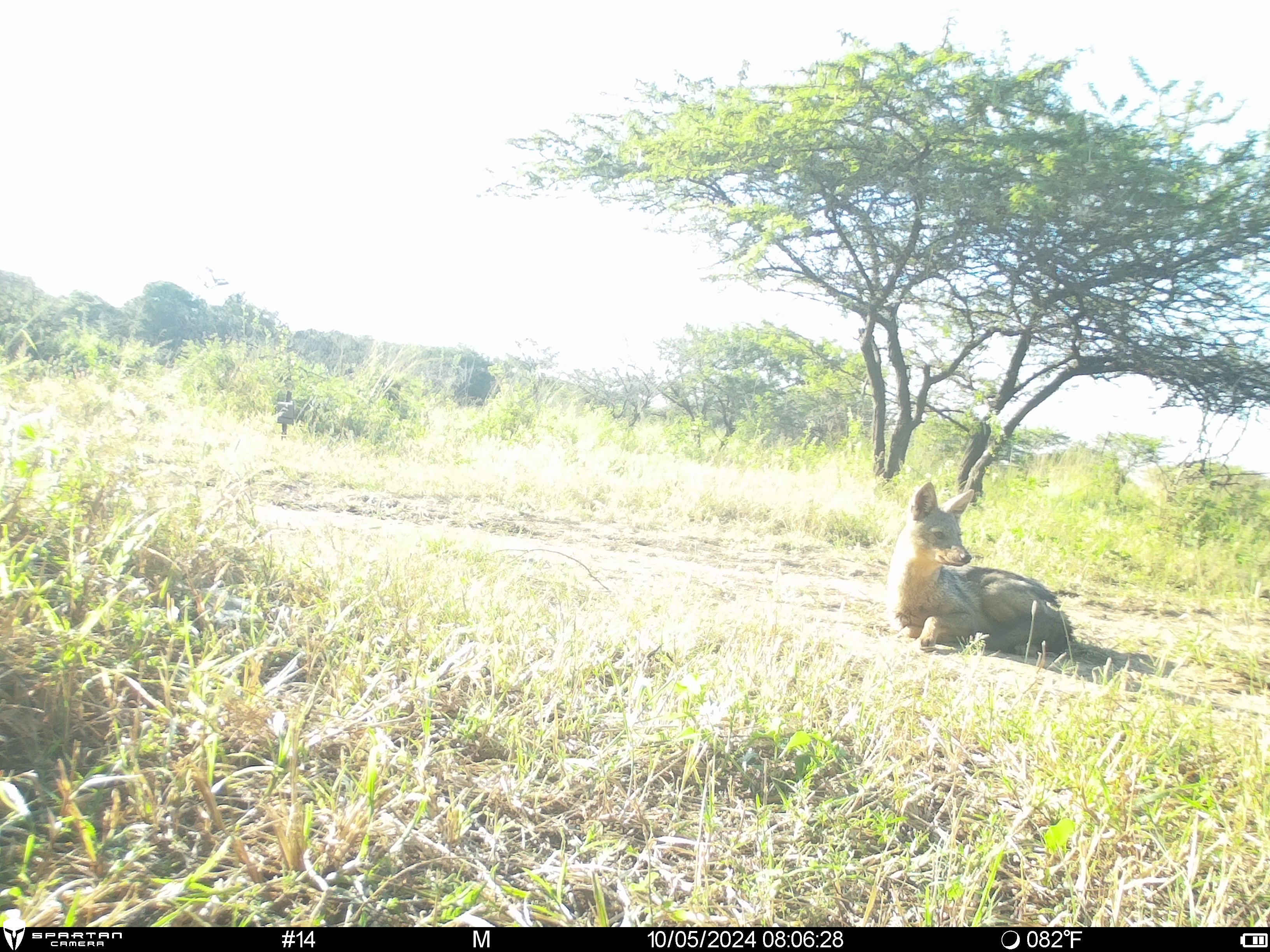 Phinda Camera Trap Survey 2024 Side Striped Jackal