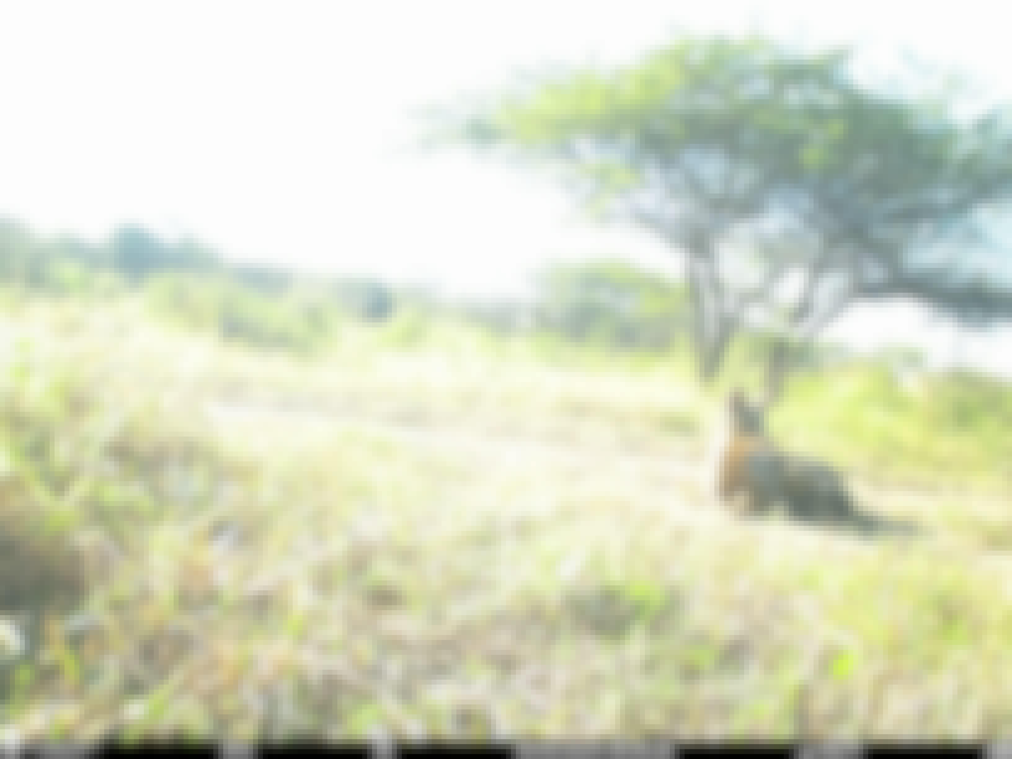 Phinda Camera Trap Survey 2024 Side Striped Jackal