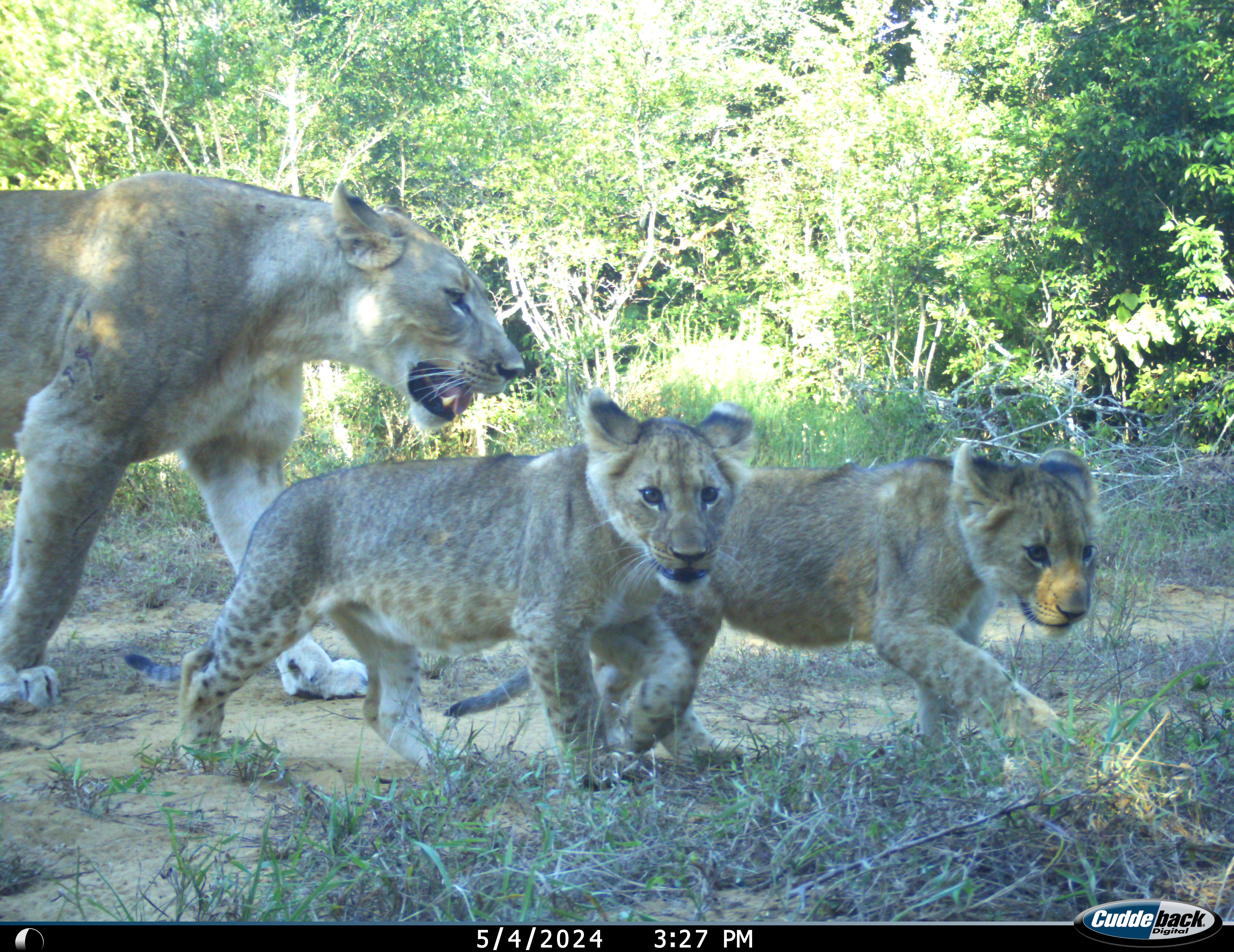 Phinda Camera Trap Survey 2024 Baby Lions