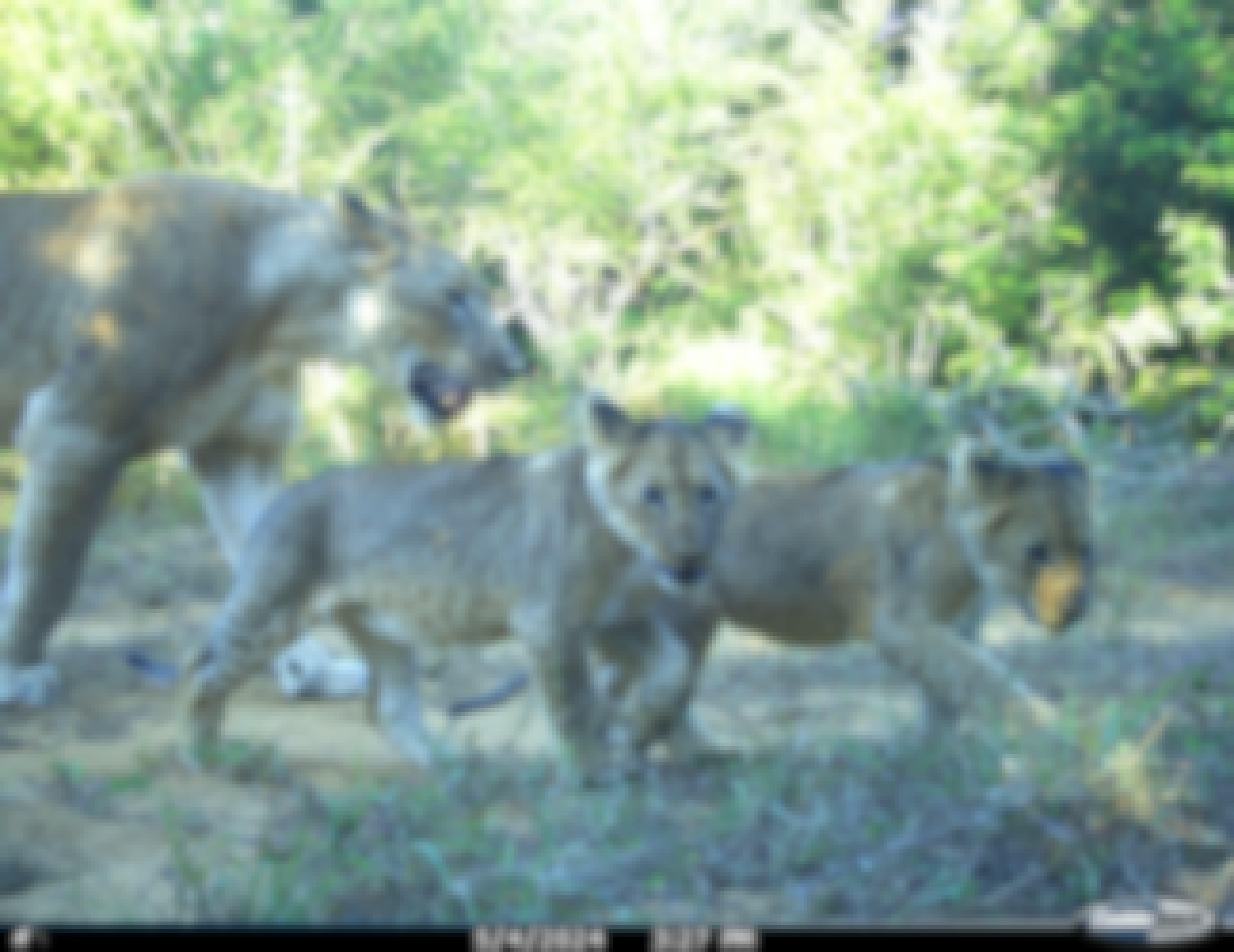 Phinda Camera Trap Survey 2024 Baby Lions
