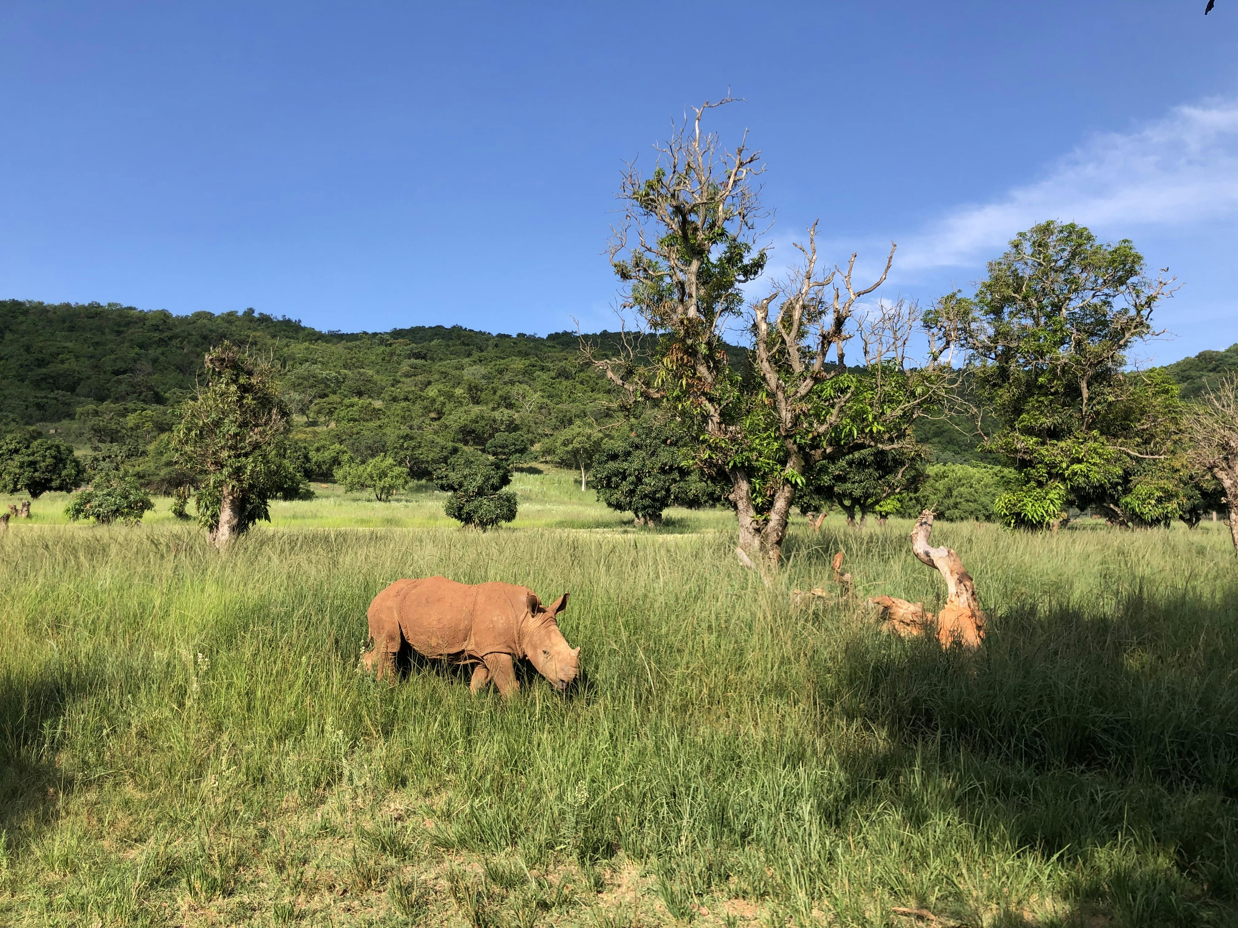 Tamara Verti-Fribert: baby rhino in the bush 