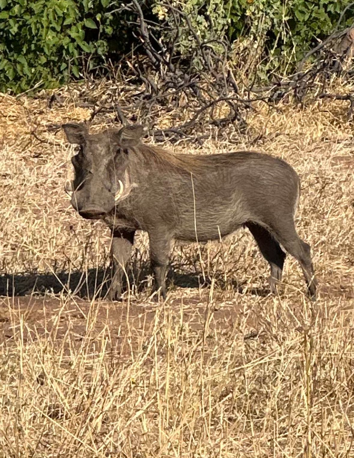 Evie Ancell: a warthog up close