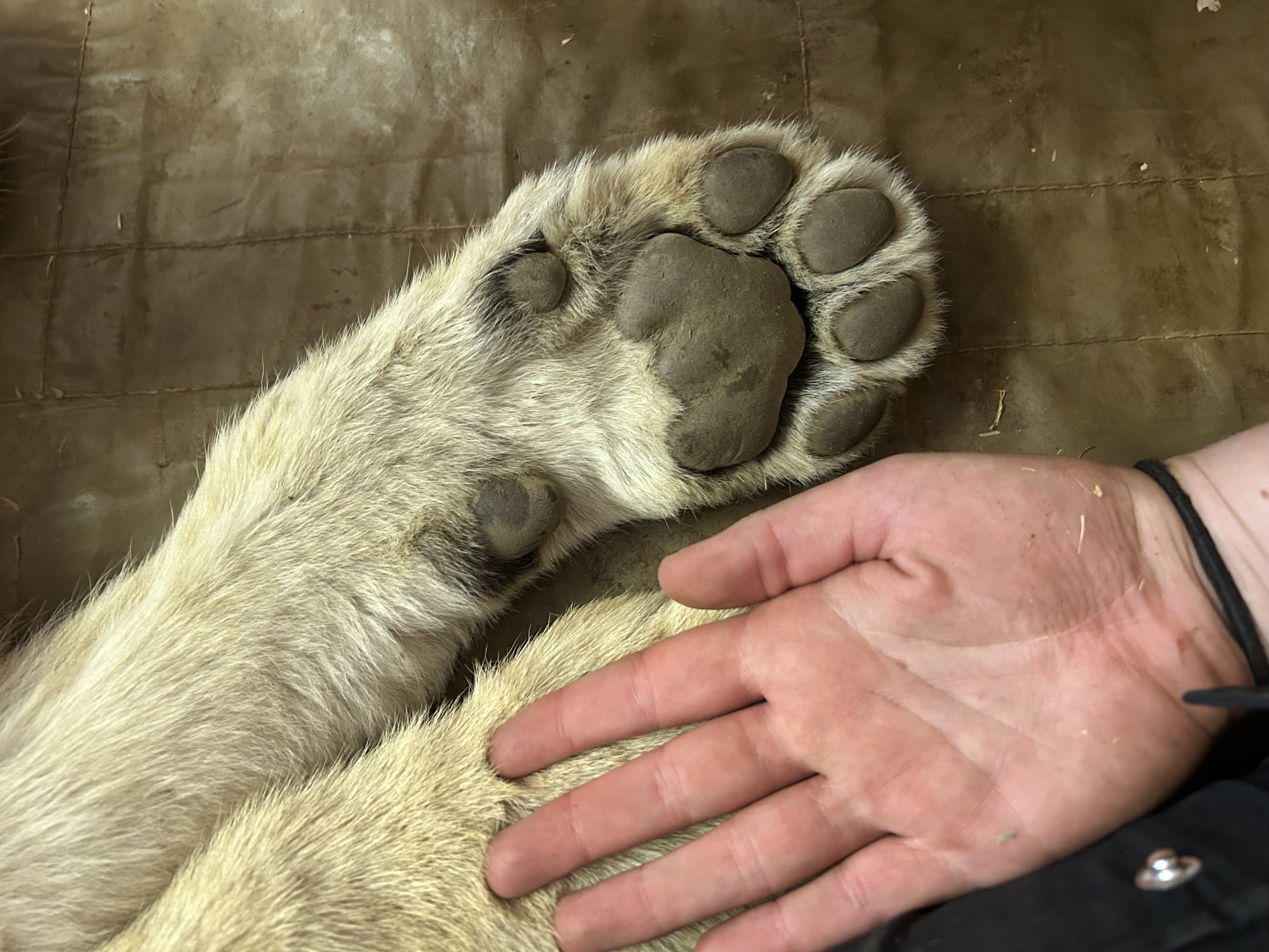 Evie Ancell: human hand compared to a lion paw