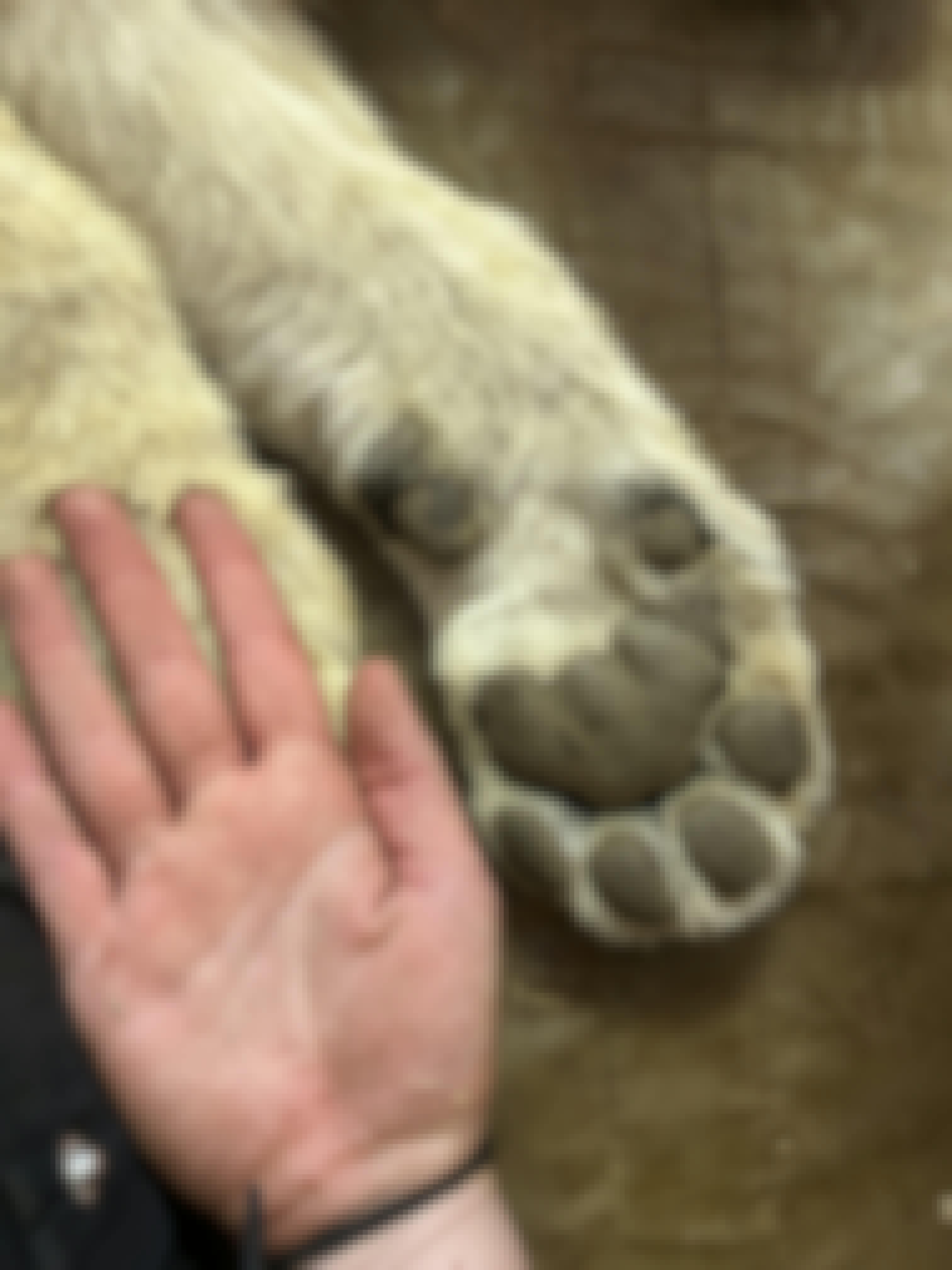 Evie Ancell: human hand compared to a lion paw