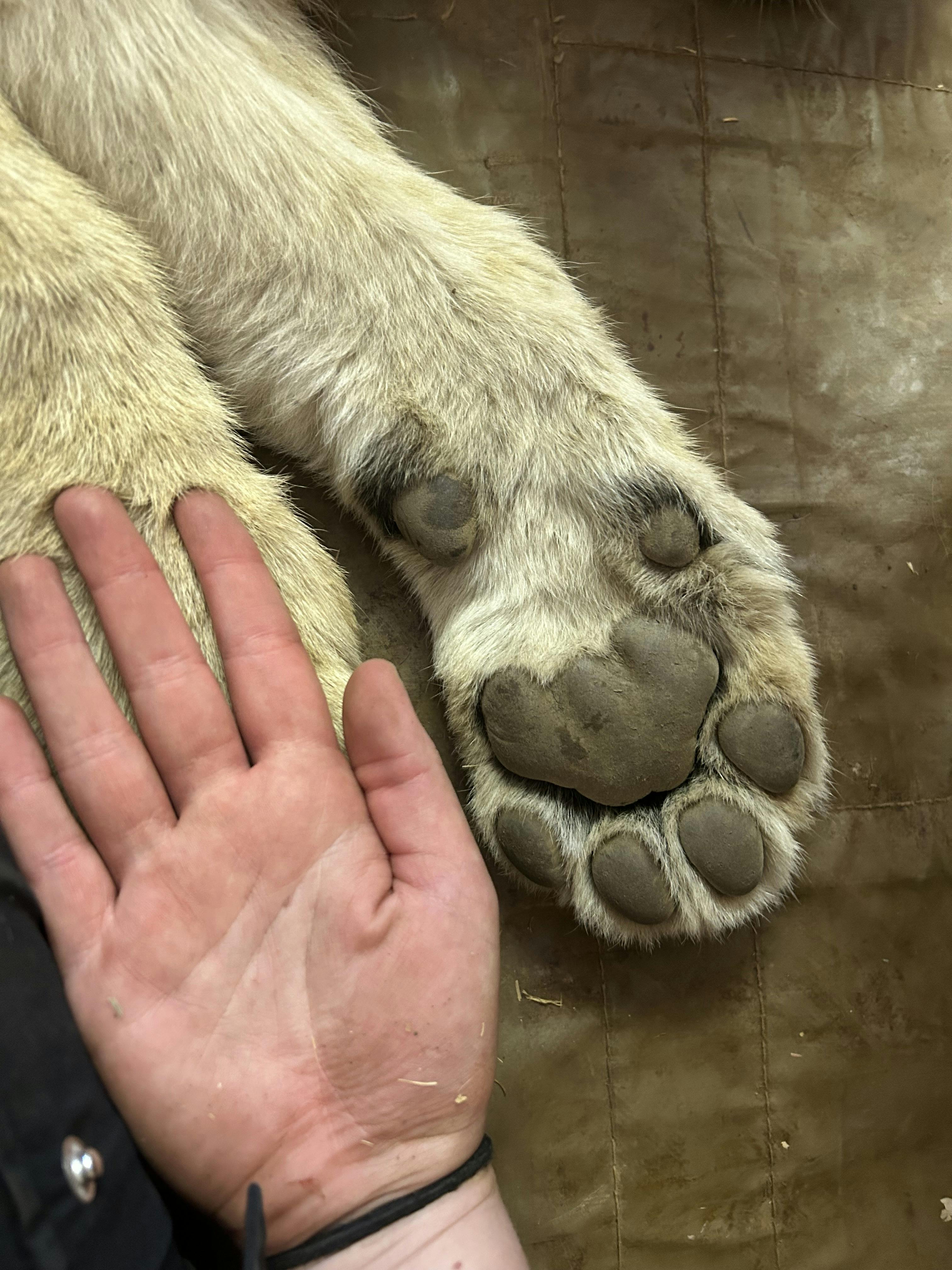 Evie Ancell: human hand compared to a lion paw