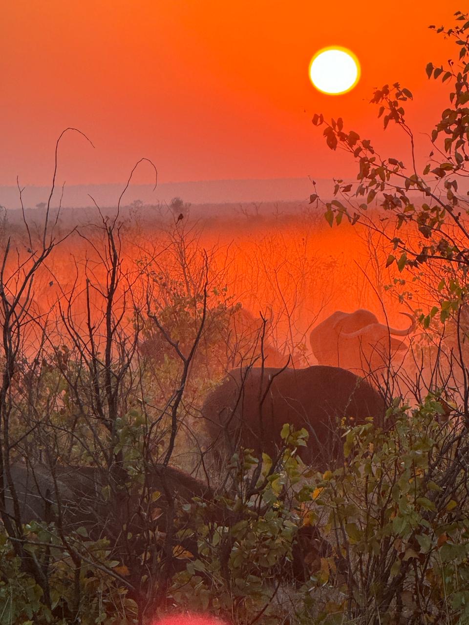 Evie Ancell: buffalo at sunrise