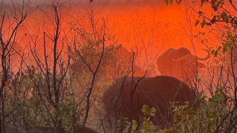 Evie Ancell: buffalo at sunrise