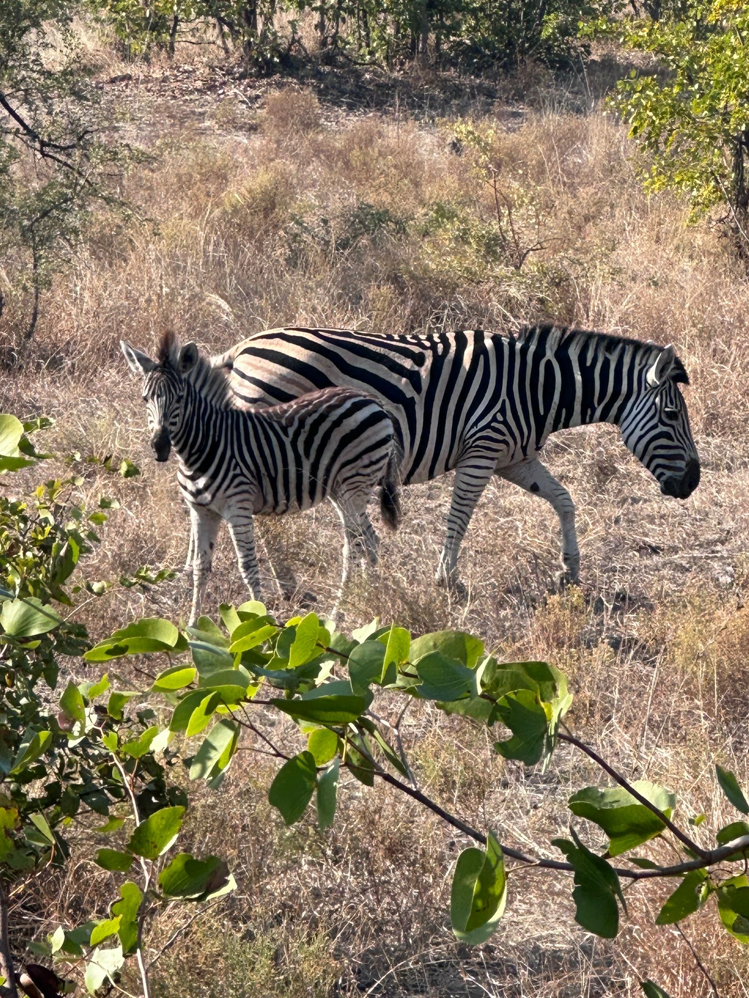 Evie Ancell: a baby zebra and its mother 