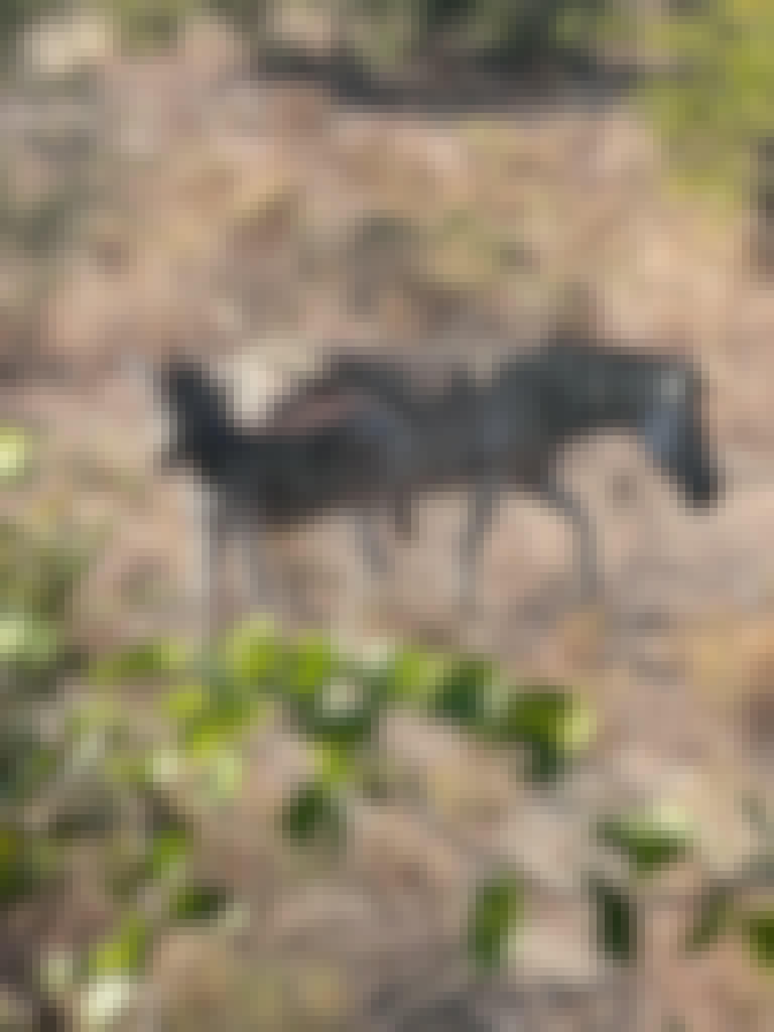 Evie Ancell: a baby zebra and its mother 