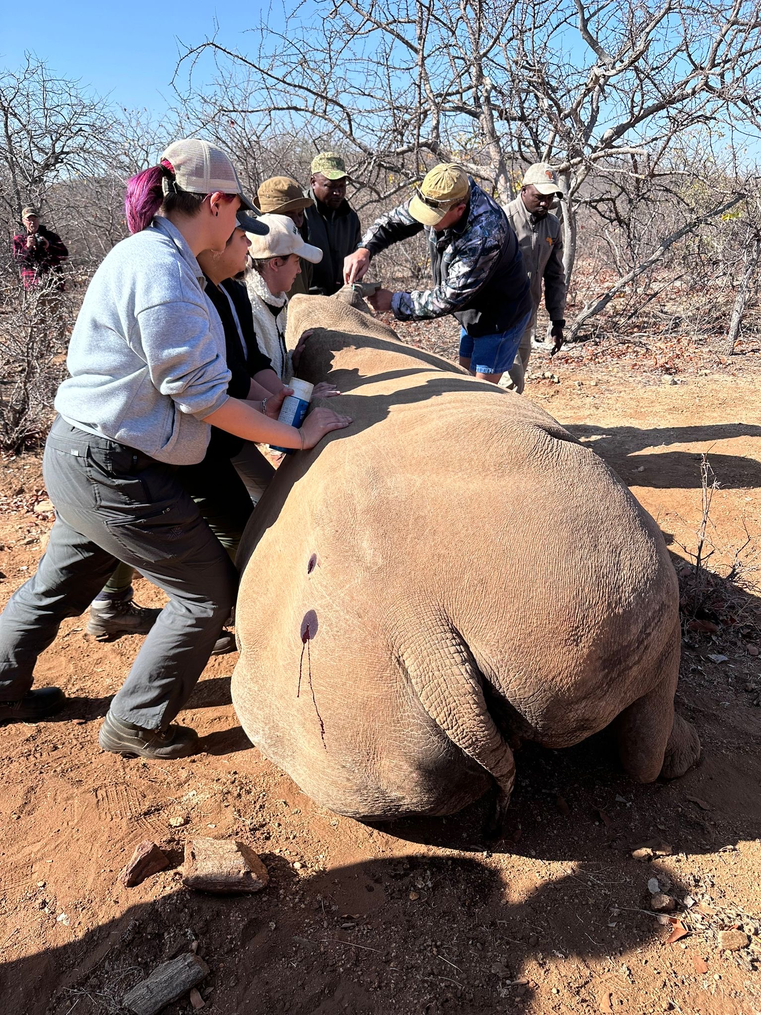 Evie Ancell: group of volunteers observing a sedated rhino 