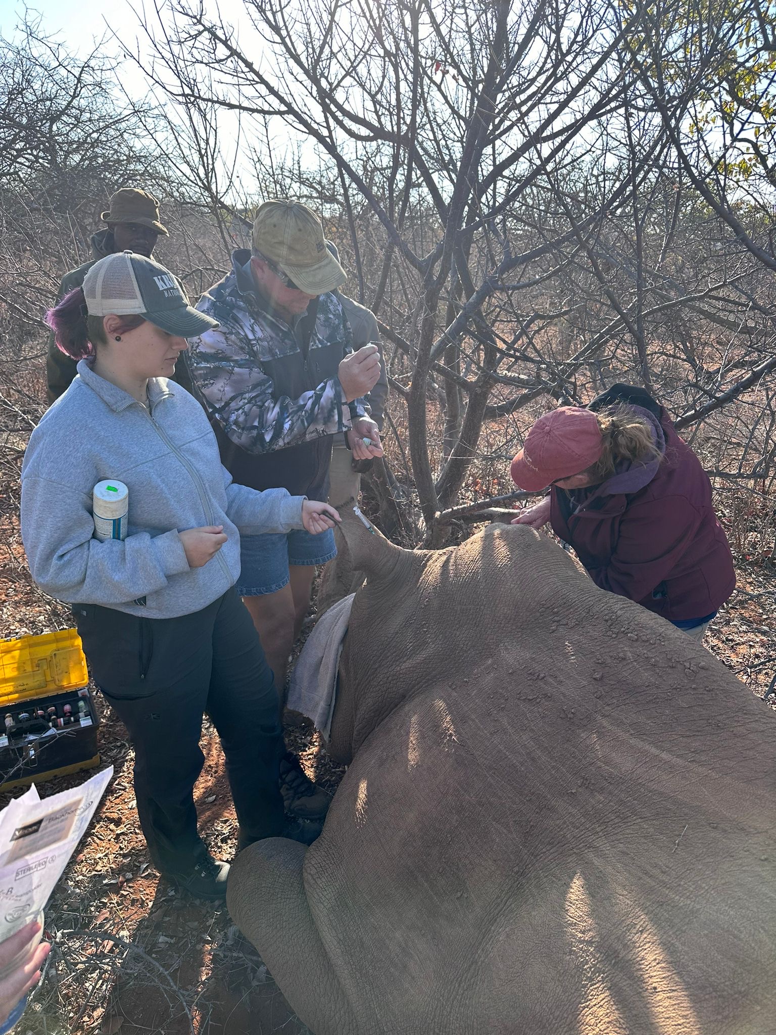 Evie Ancell: group of volunteers working to tag a rhino