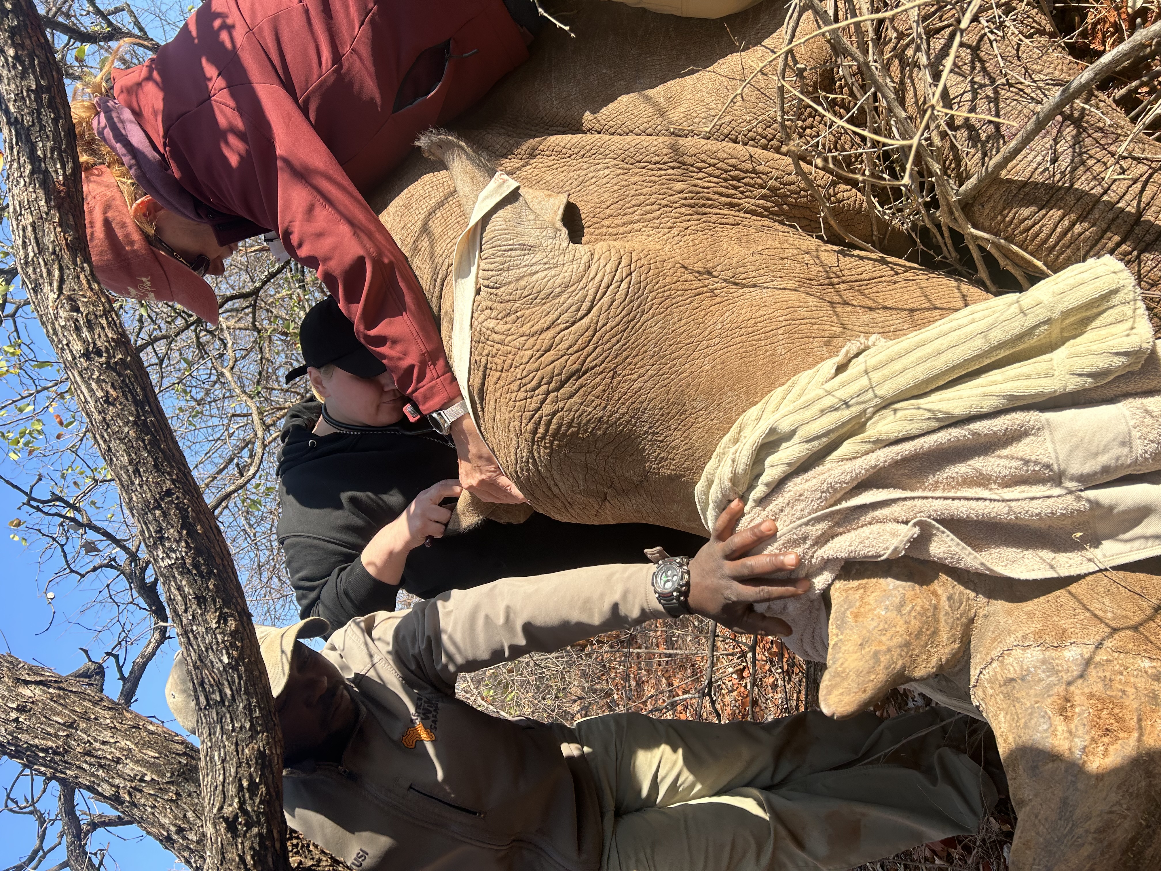 Evie Ancell: group of volunteers working to tag a rhino