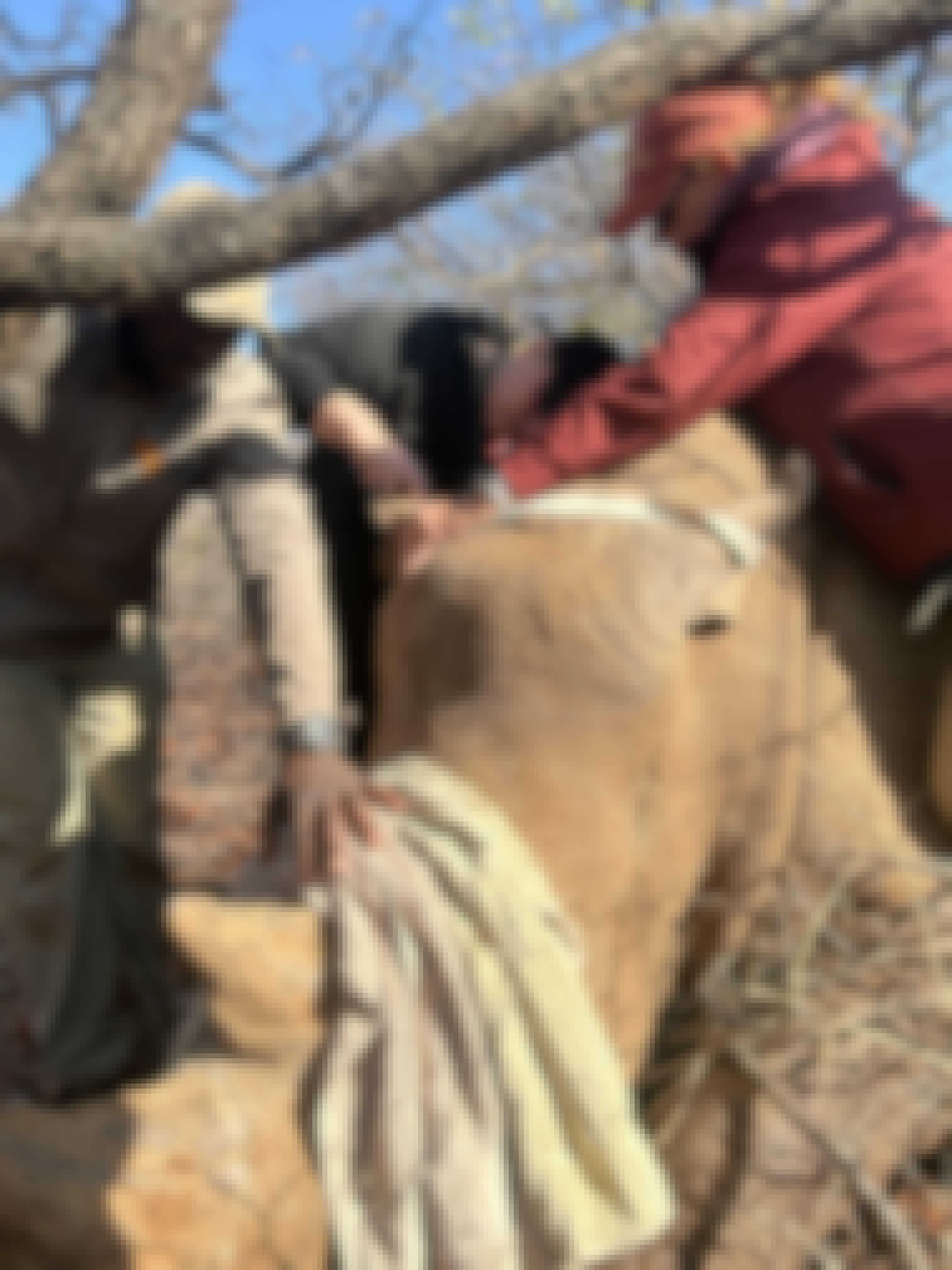 Evie Ancell: group of volunteers working to tag a rhino