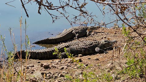Evie Ancell: crocodiles in the river close up