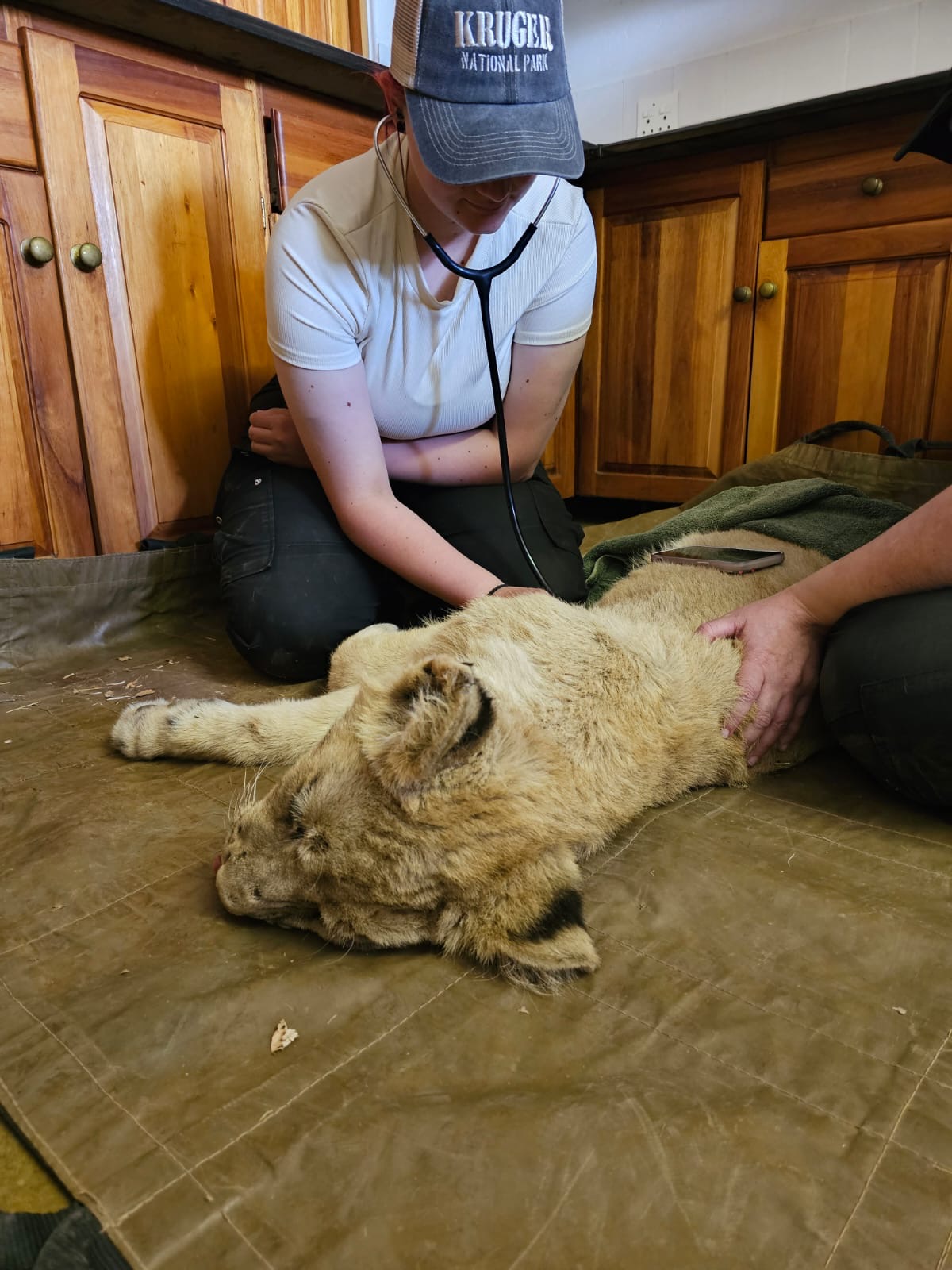 Evie Ancell: female volunteer working with a lion cub
