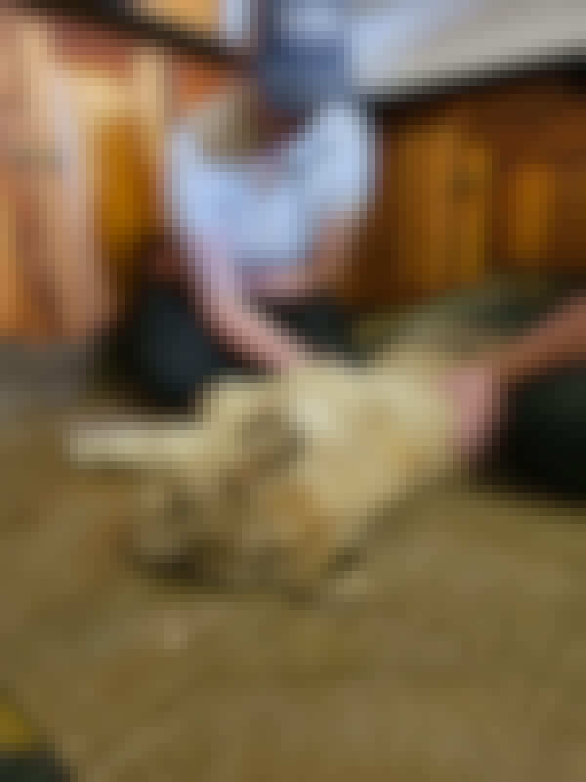 Evie Ancell: female volunteer working with a lion cub