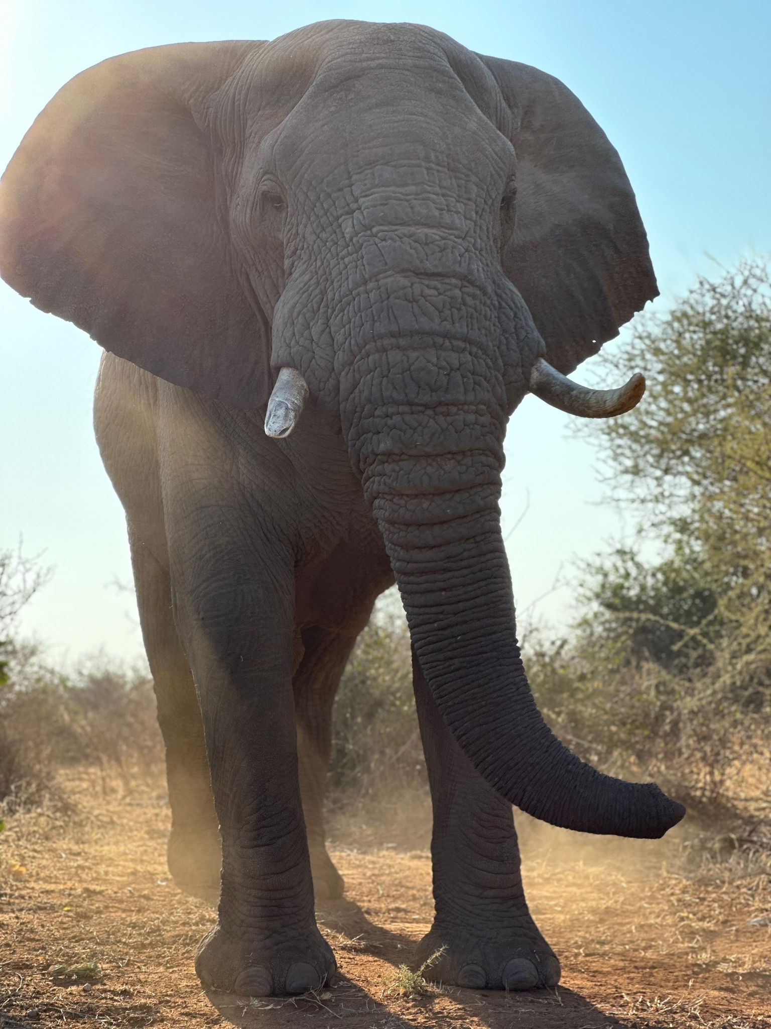 Evie Ancell: elephant close up