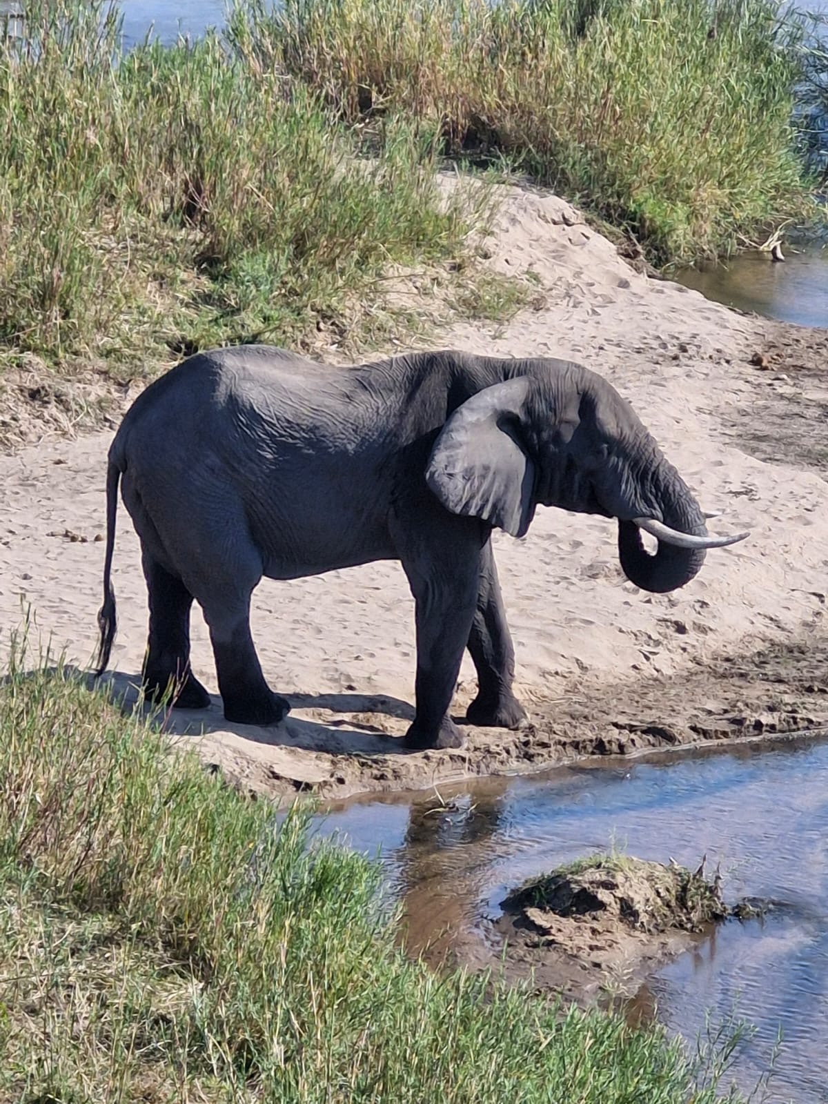Evie Ancell: elephant drinking close up