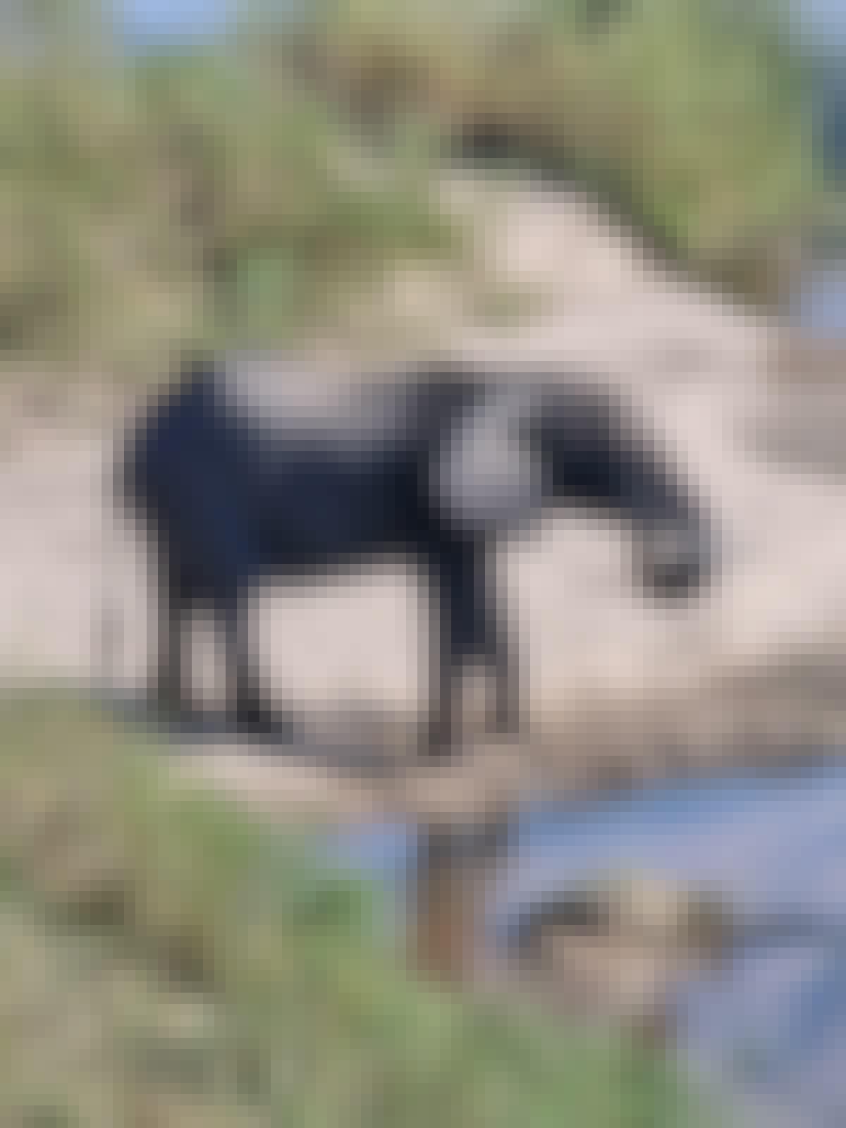 Evie Ancell: elephant drinking close up