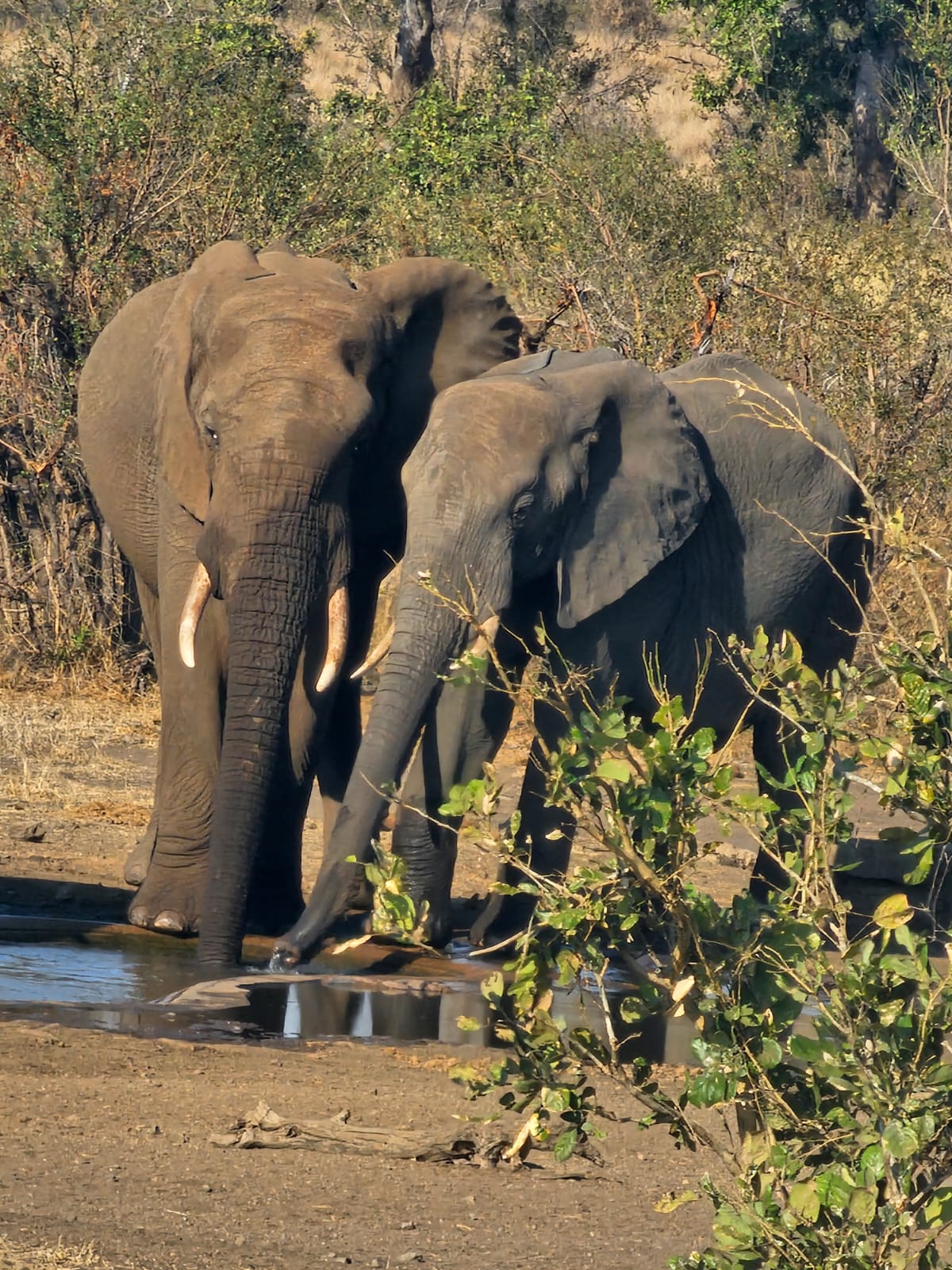 Evie Ancell: elephants up close