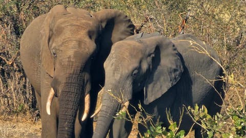 Evie Ancell: elephants up close