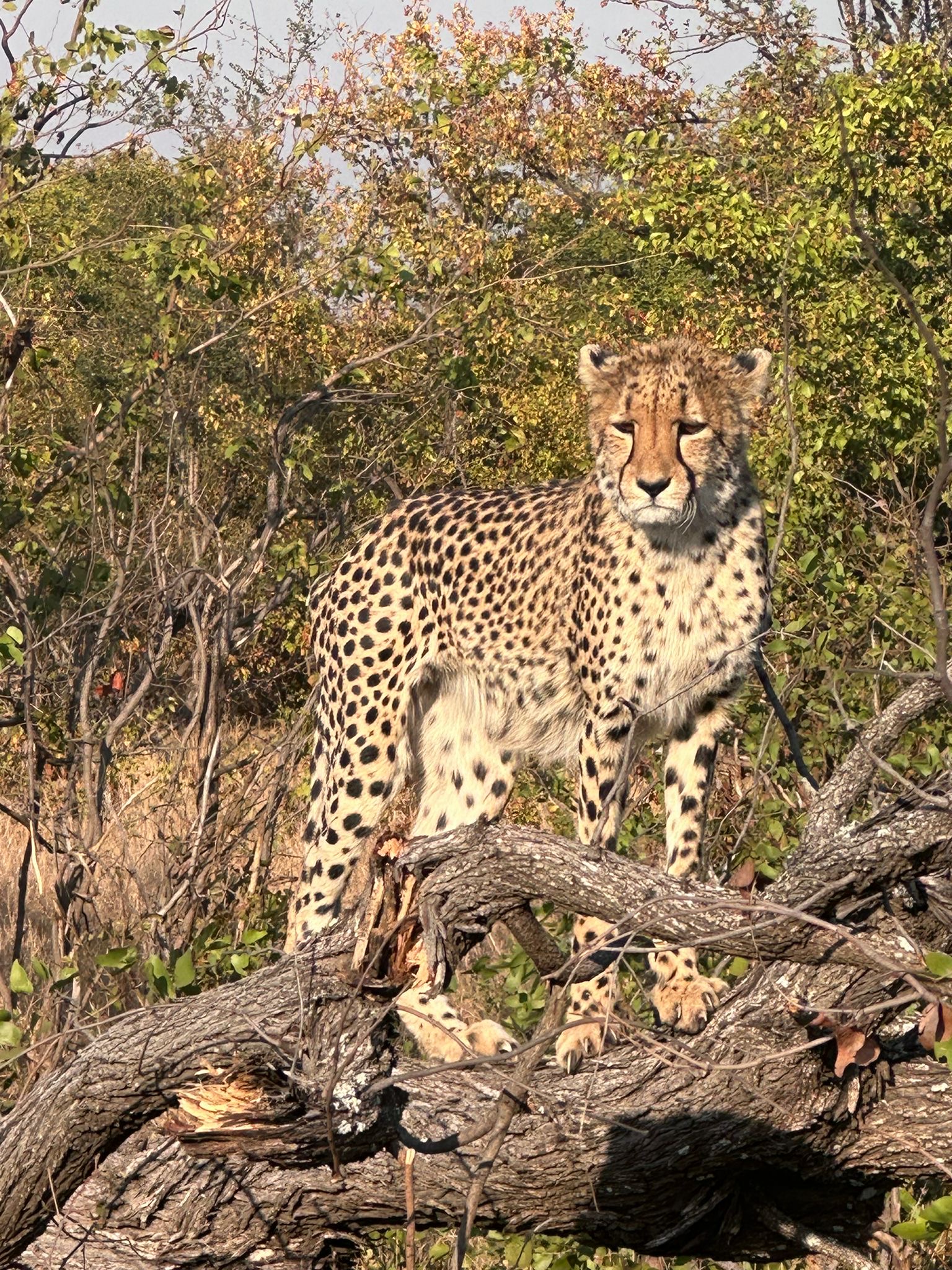 Evie Ancell: cheetah up close