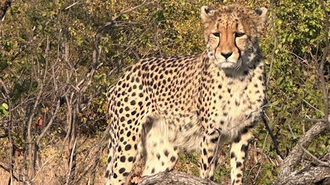 Evie Ancell: cheetah up close