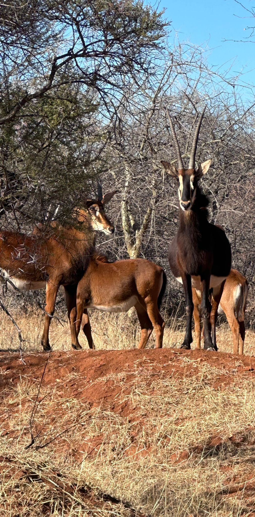 Evie Ancell: group of antelope up close