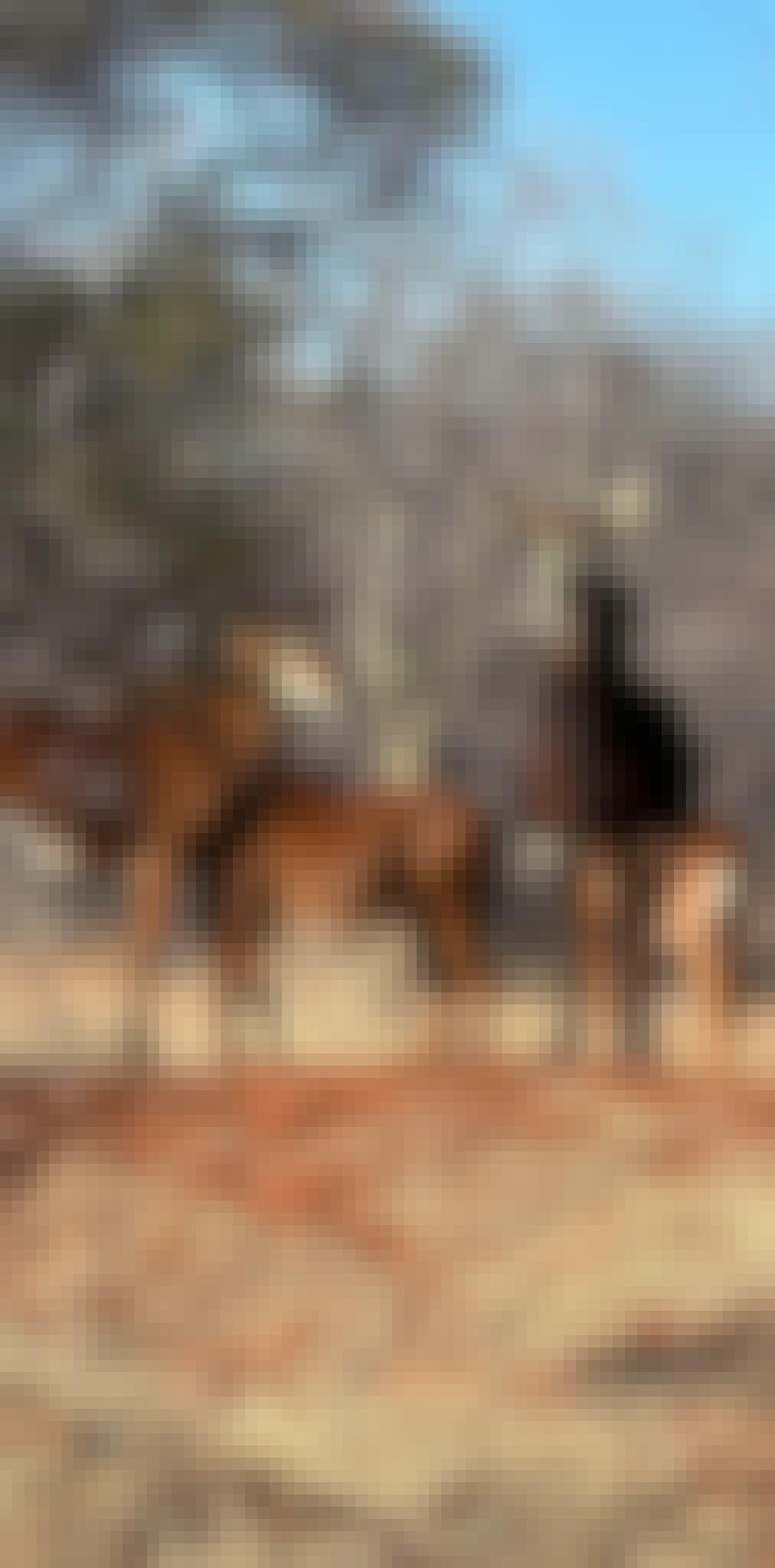 Evie Ancell: group of antelope up close
