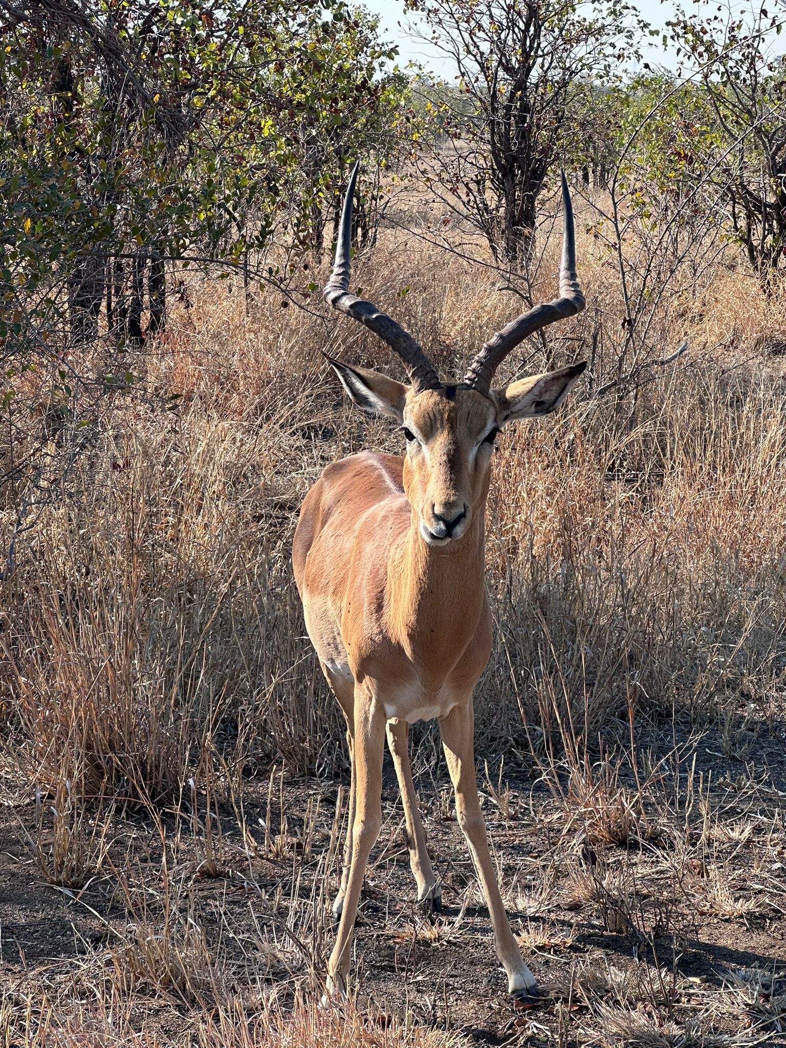 Evie Ancell: an antelope up close