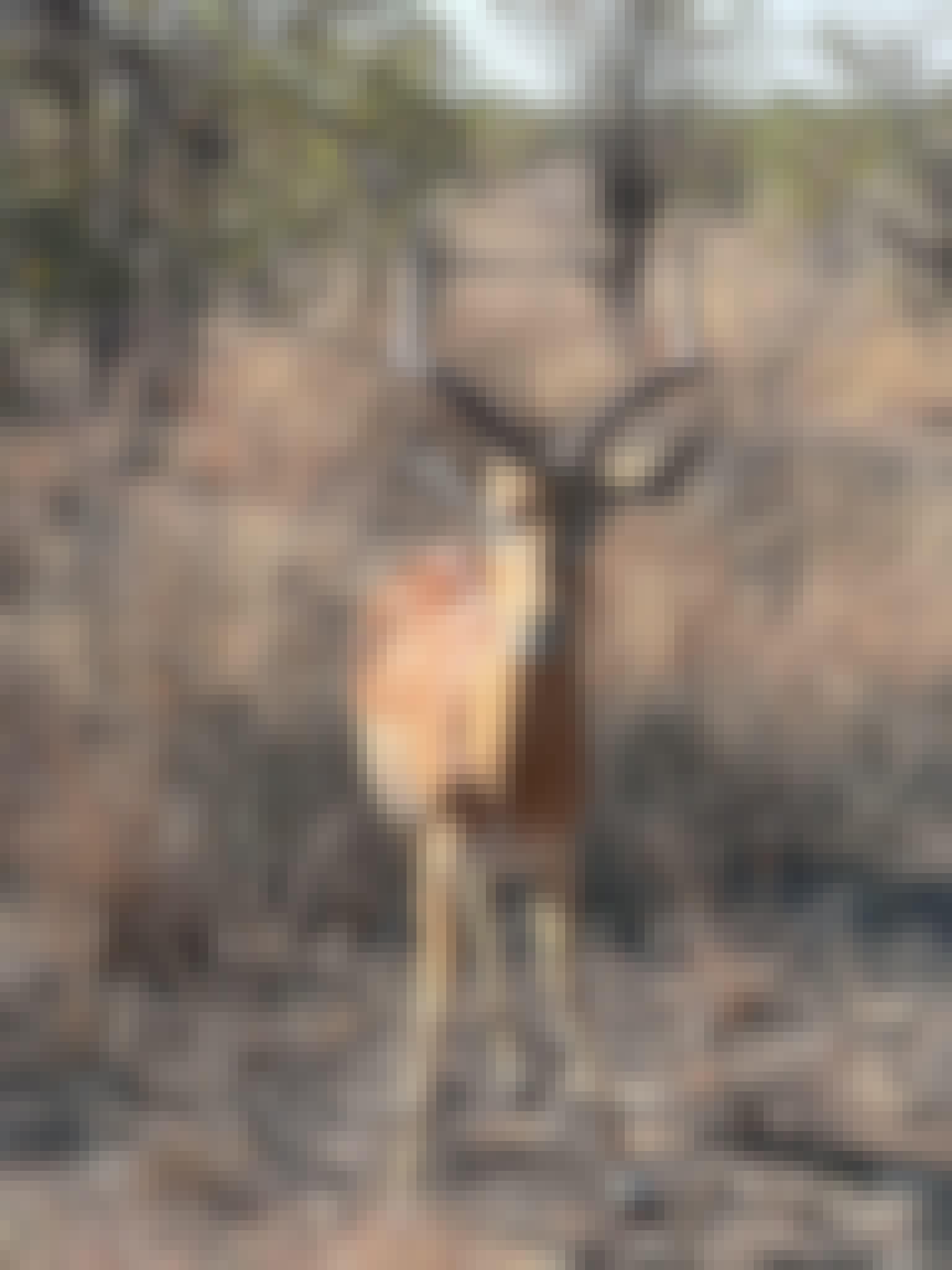 Evie Ancell: an antelope up close