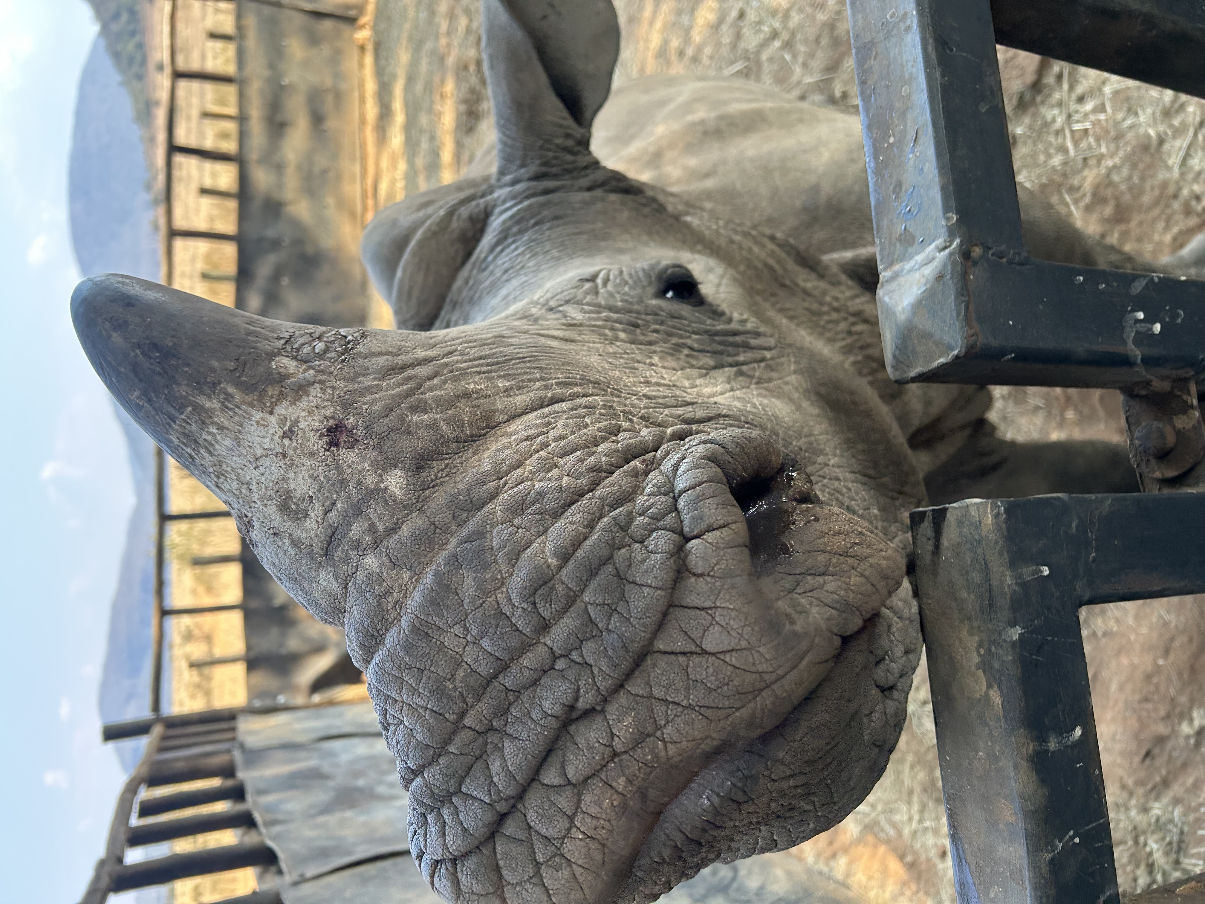 Evie Ancell: rhino at Golola close up