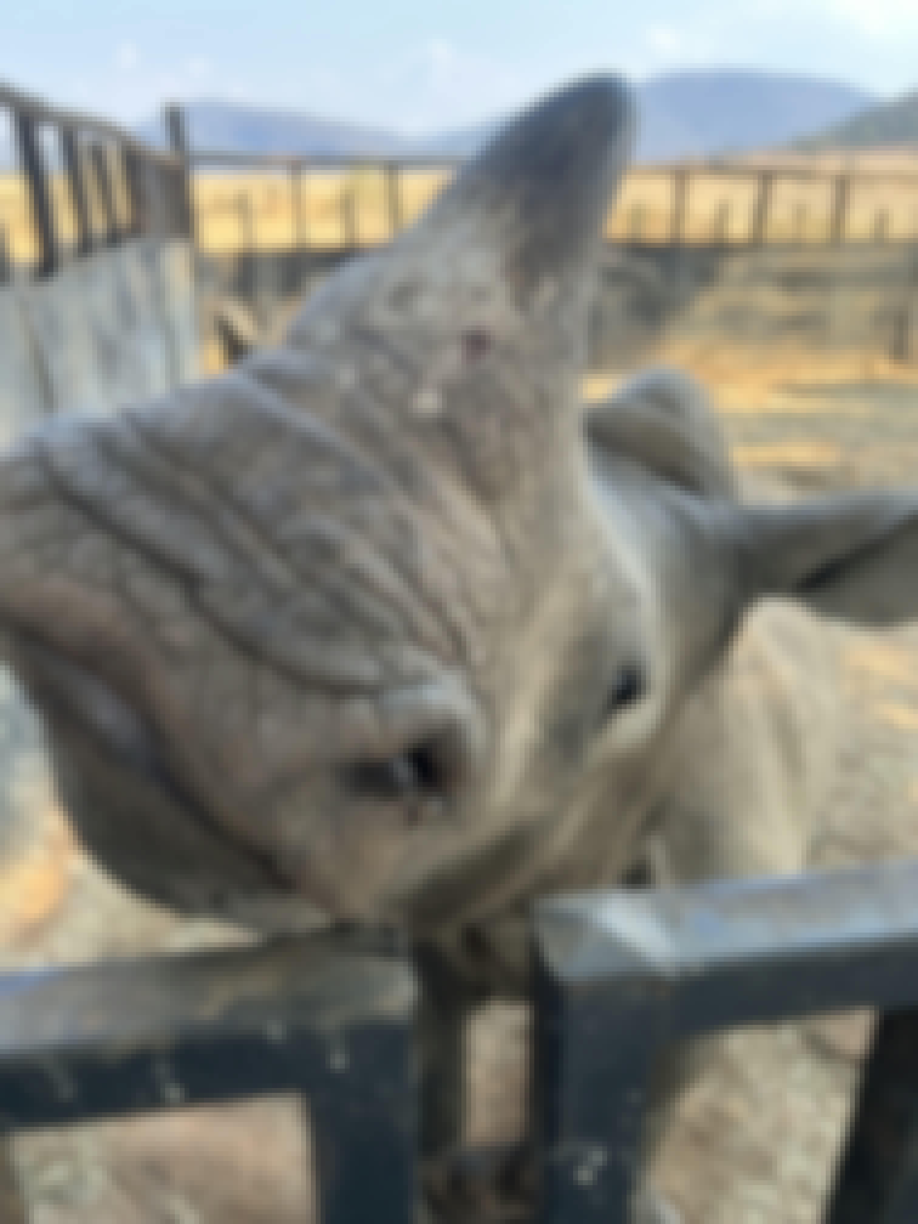 Evie Ancell: rhino at Golola close up