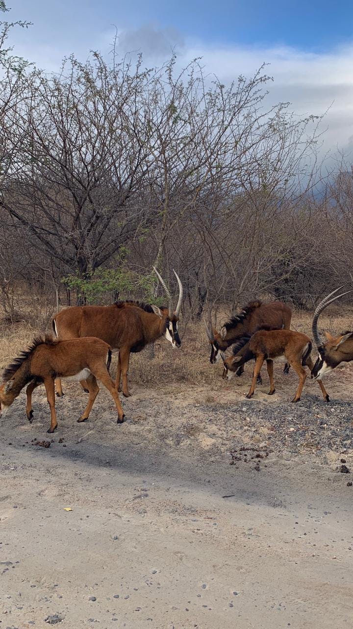 Roadside gemsbok in the Kruger