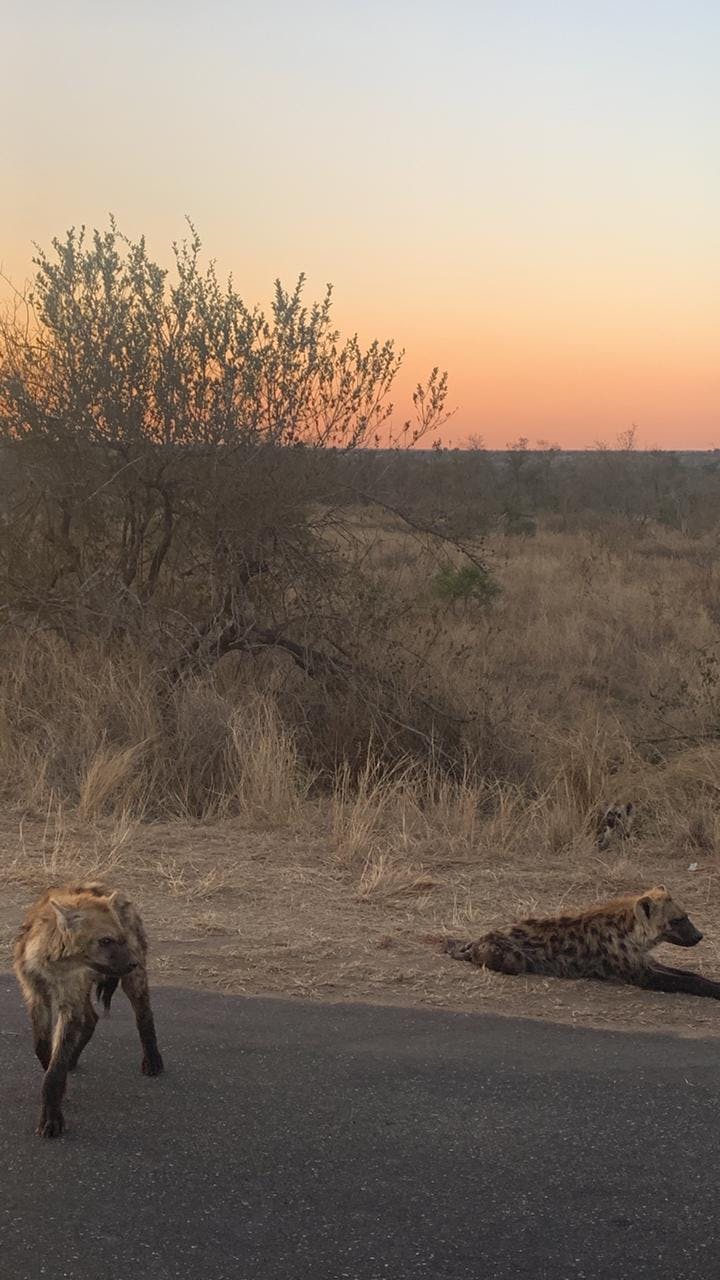 Roadside hyenas in the Kruger