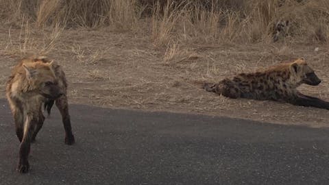 Sofia Koziol: Roadside hyenas in the Kruger