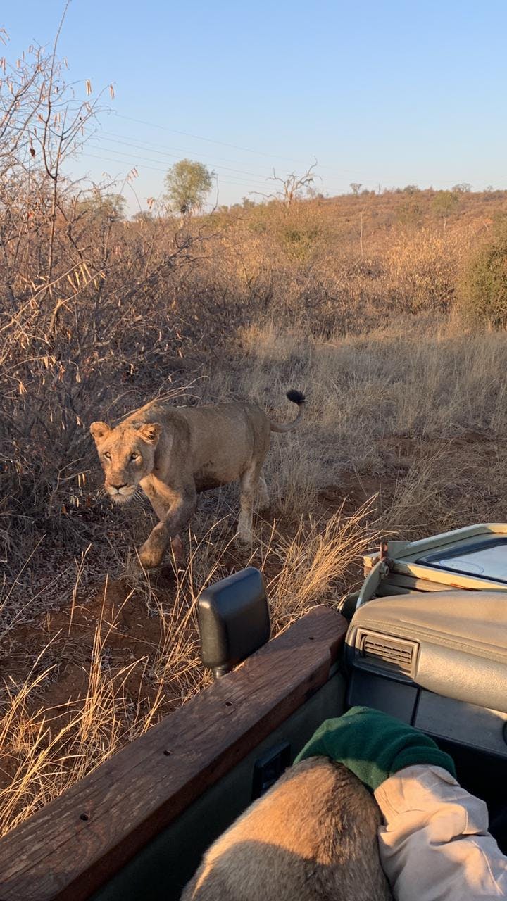 A lioness near a vehicle in the Kruger