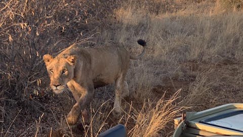 Sofia Koziol: A lioness near a vehicle in the Kruger