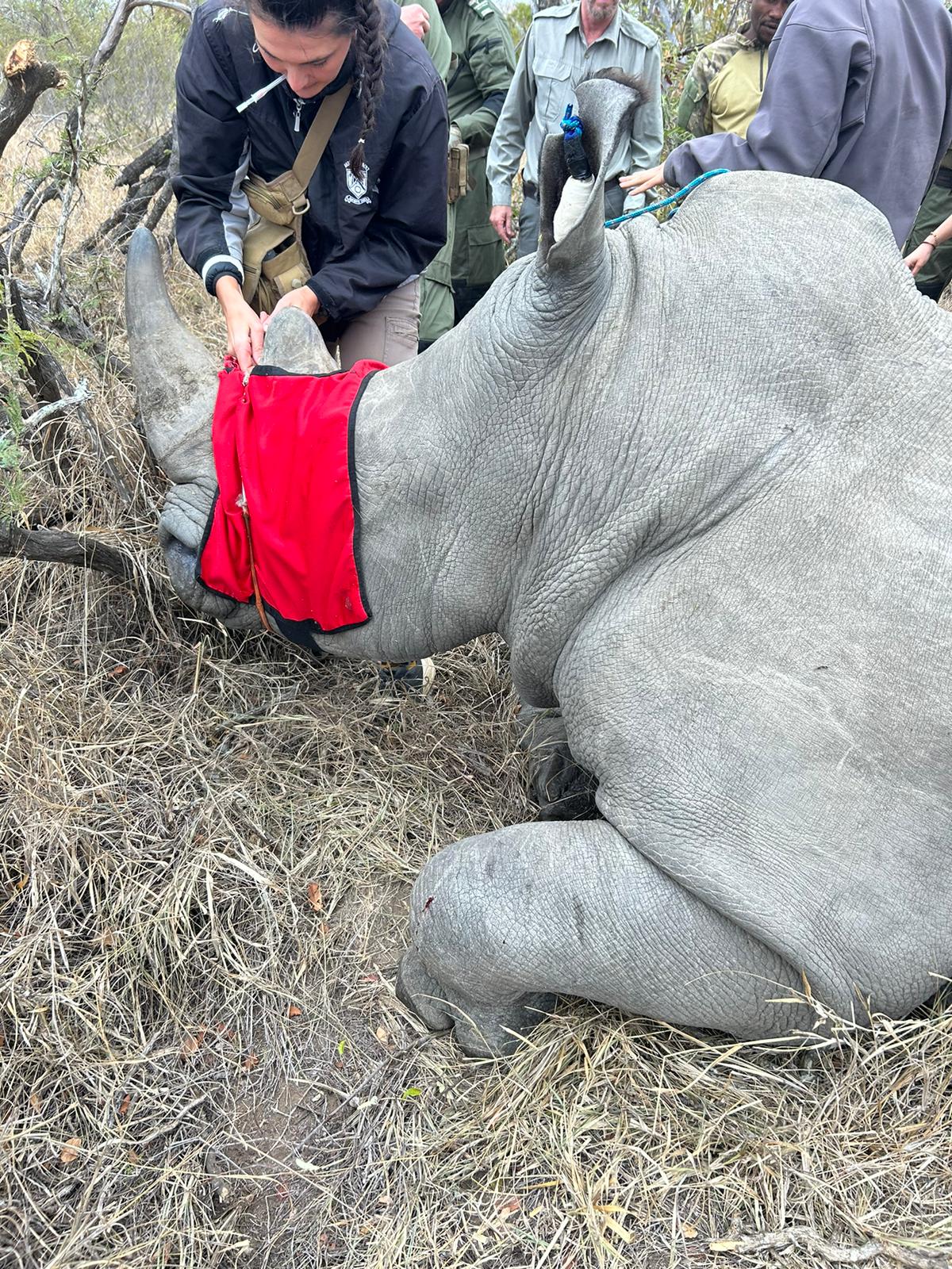 Kellyann Iannone: Rhino horn trimming procedure