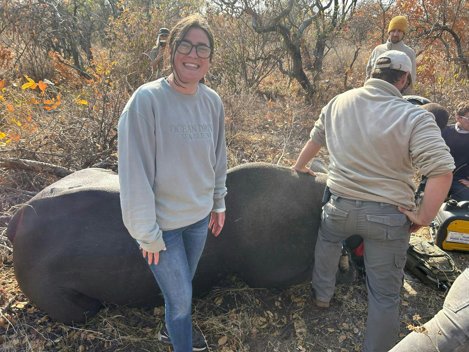 Volunteer with a sedated rhino