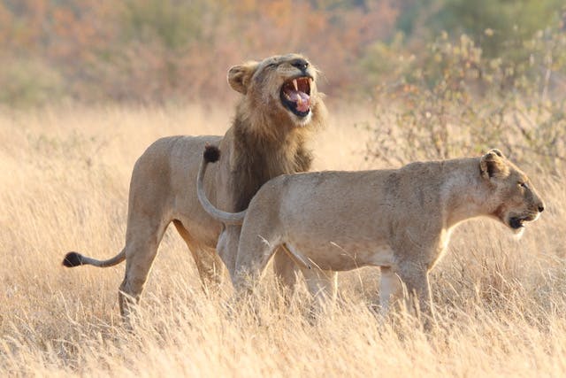 Lions in the Kruger